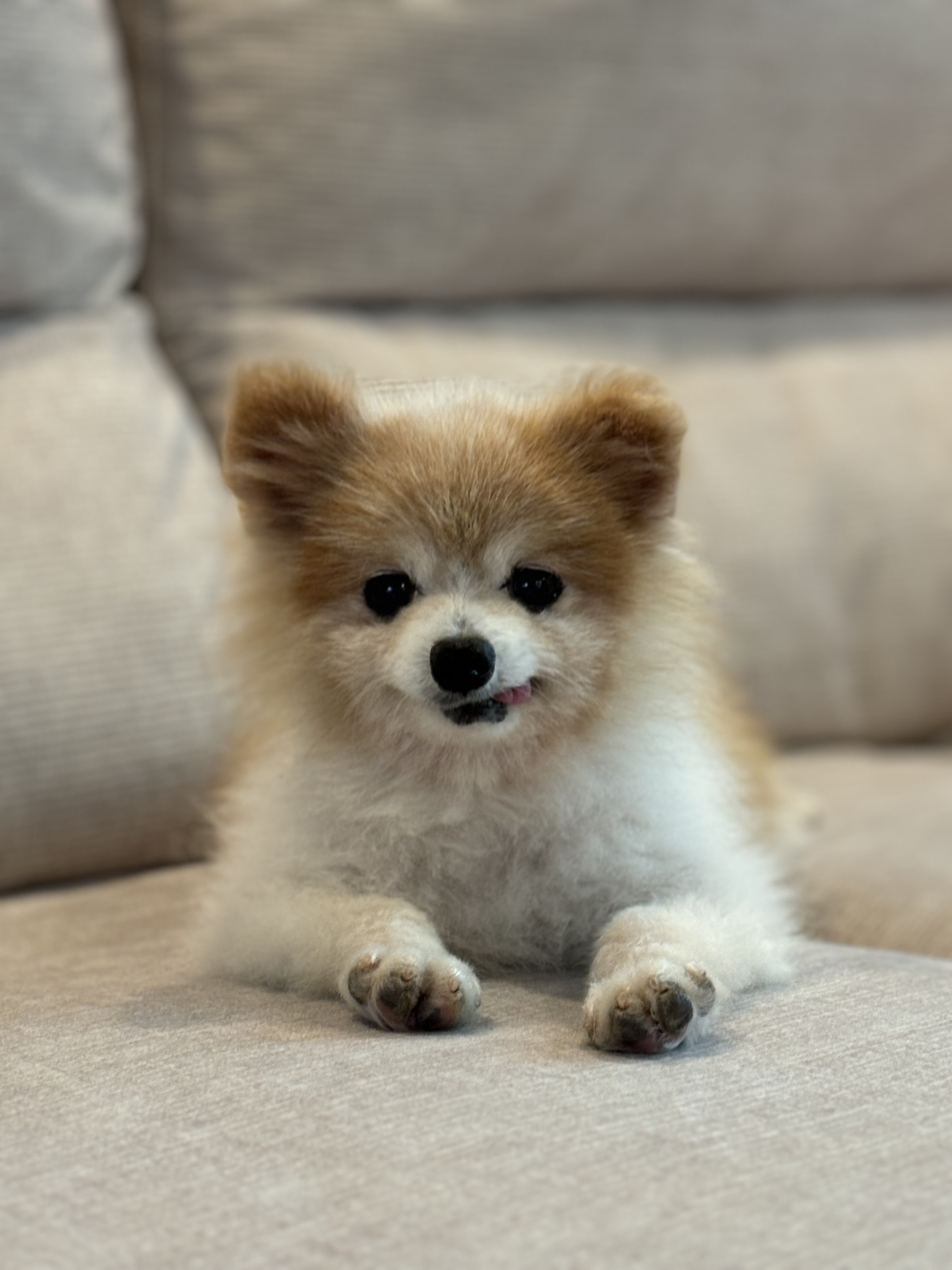 포리(맥스)는 잘 지내고 있어요~ 