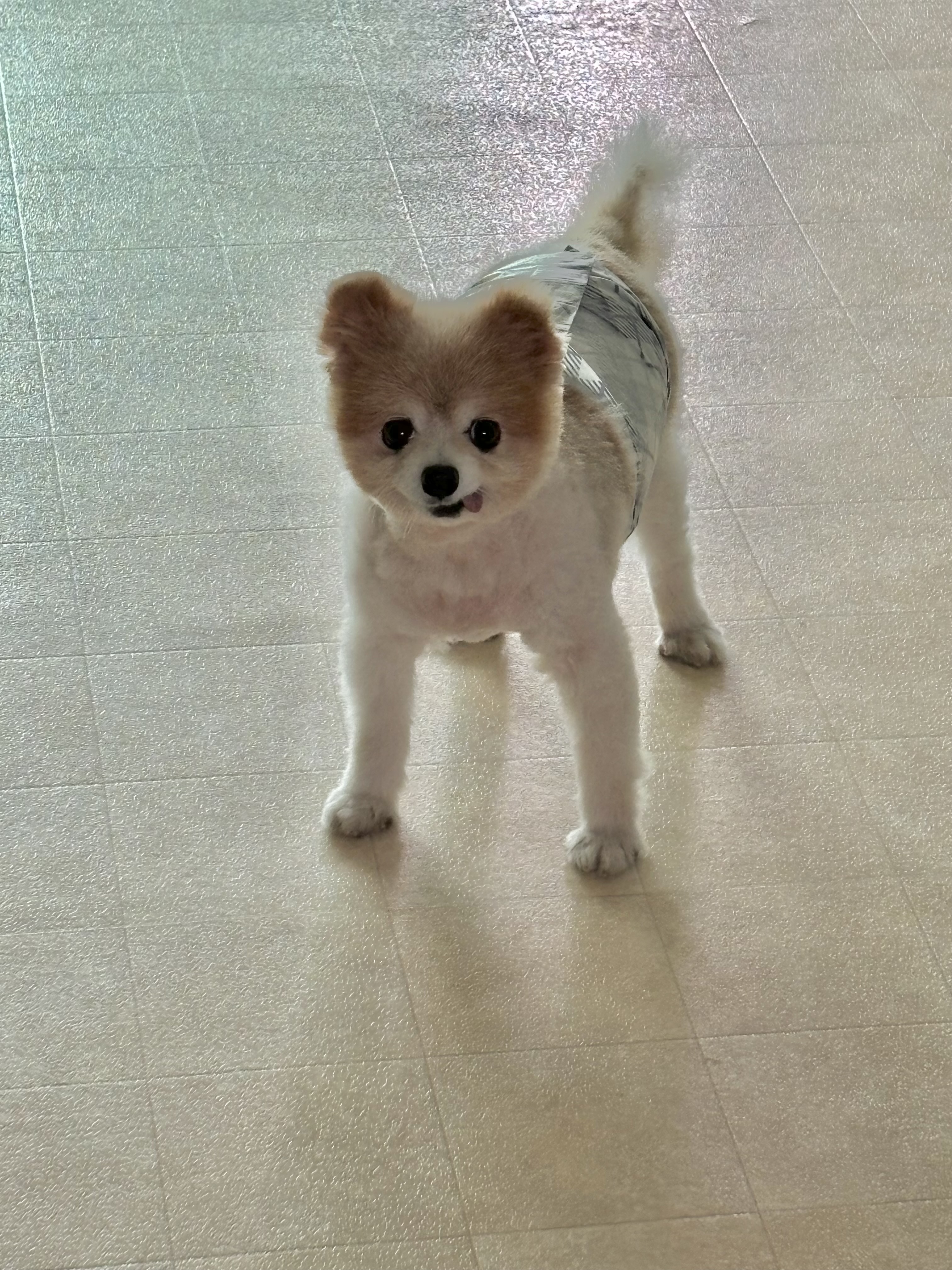 포리(맥스)는 잘 지내고 있어요~ 