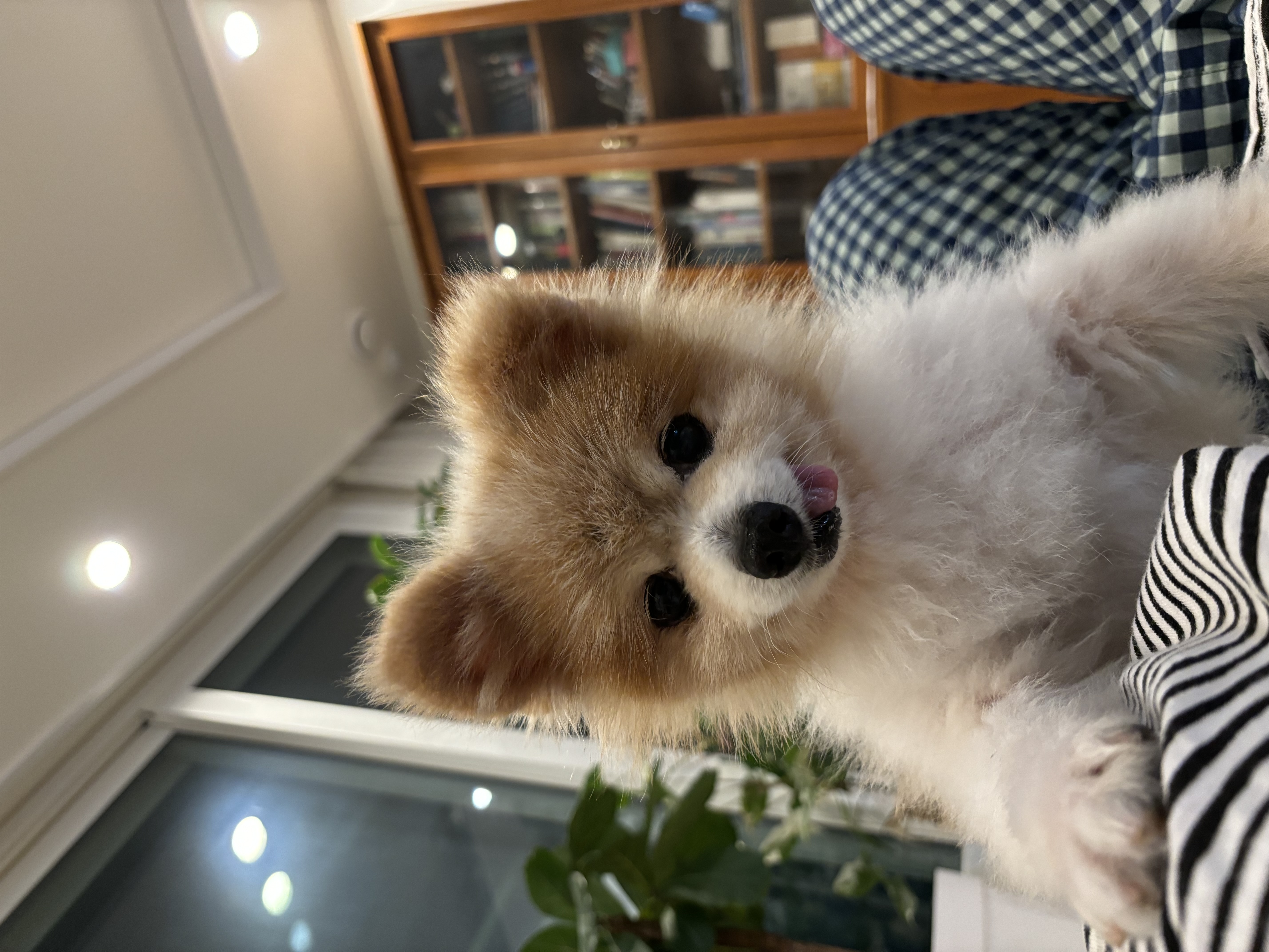 포리(맥스)는 잘 지내고 있어요~ 