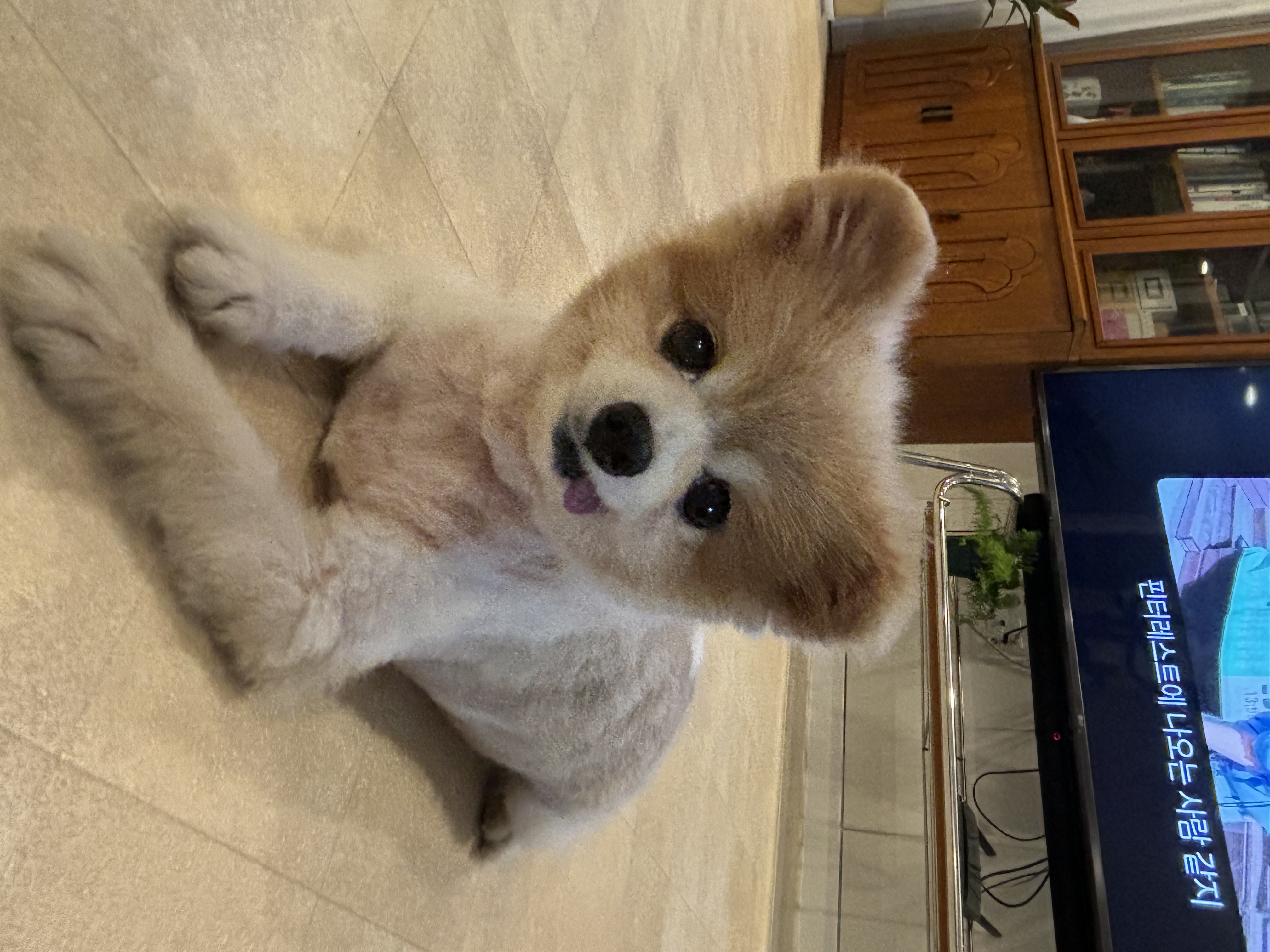 포리(맥스)는 잘 지내고 있어요~ 