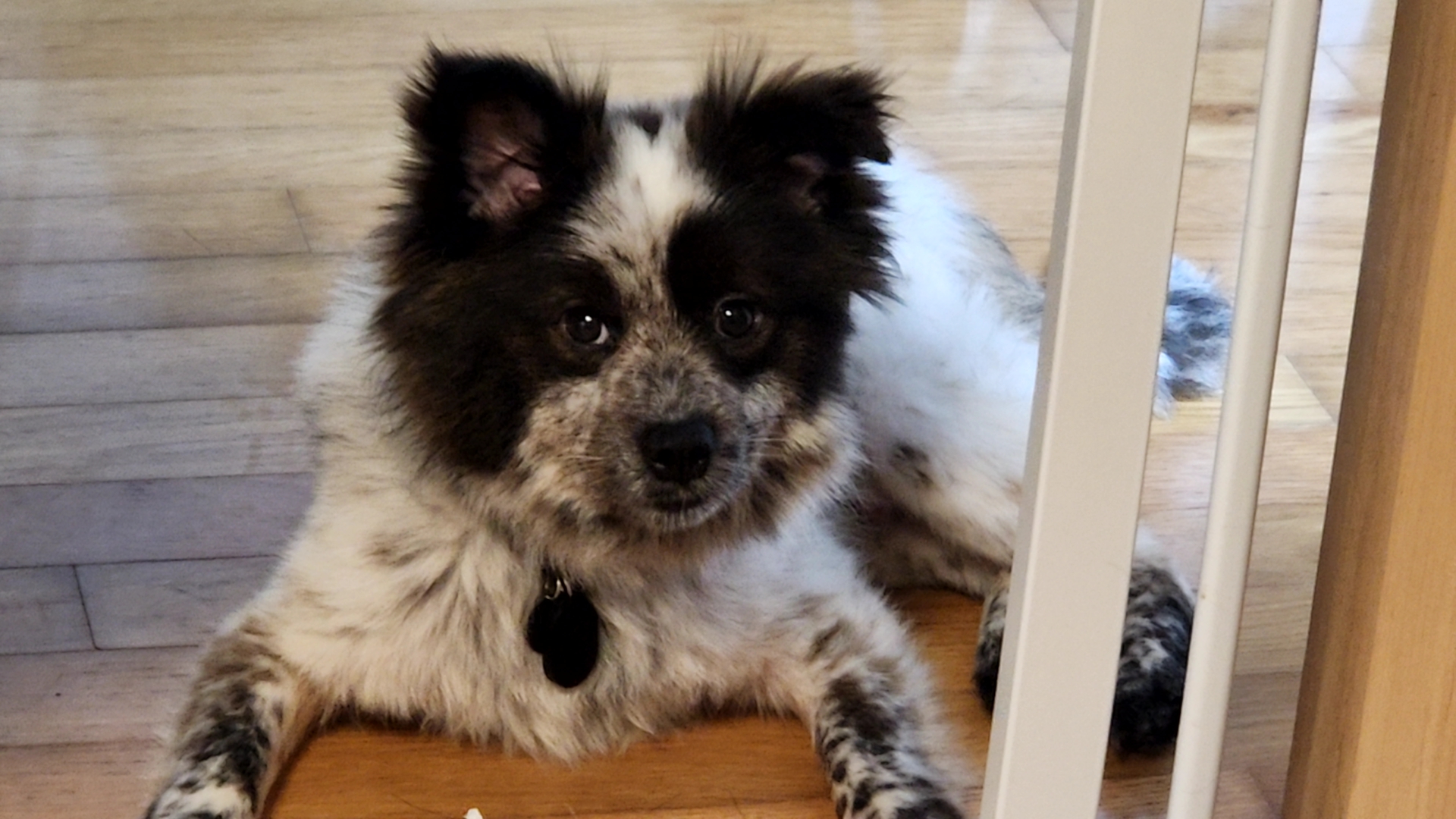 쿠앤이 임시보호 한달 후기