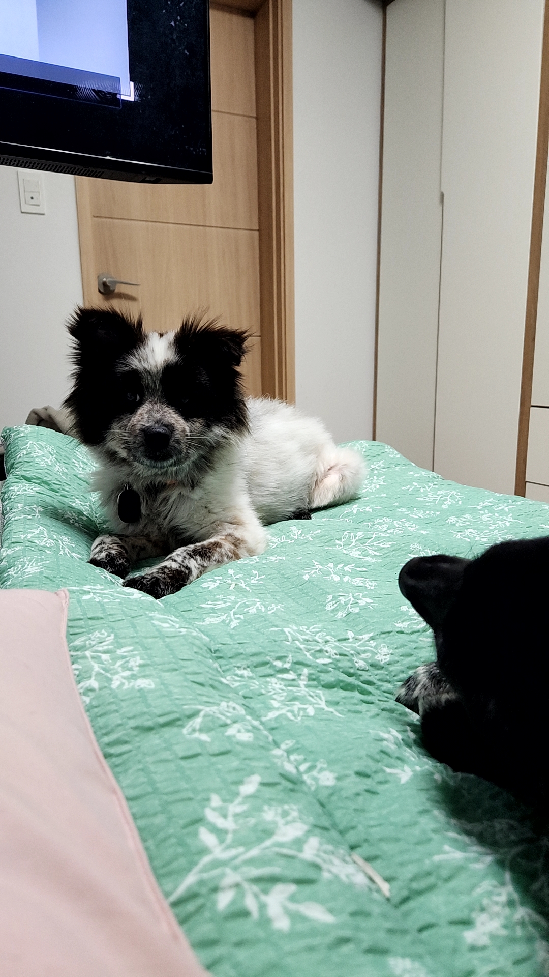 쿠앤이 임시보호 한달 후기