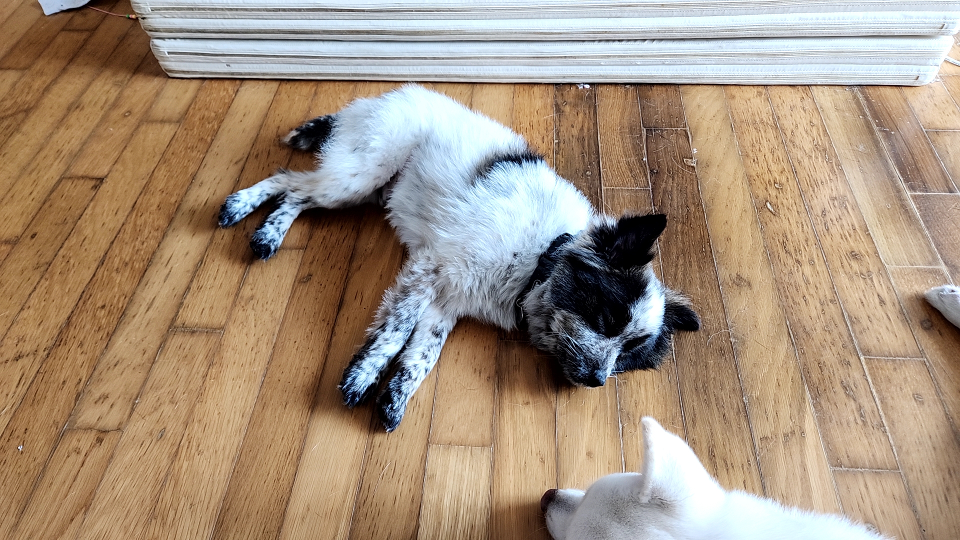 쿠앤이 임시보호 한달 후기