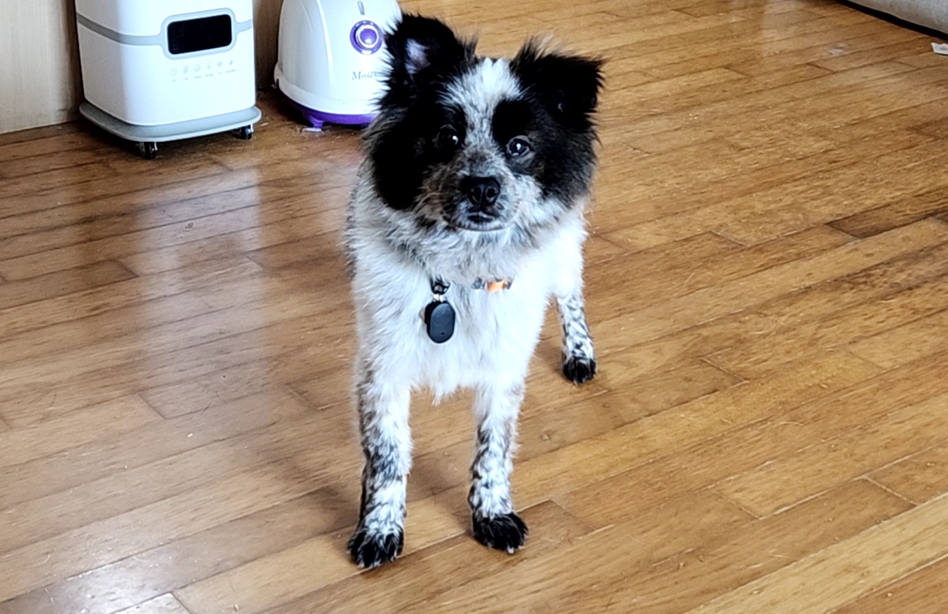 쿠앤이 임시보호 한달 후기