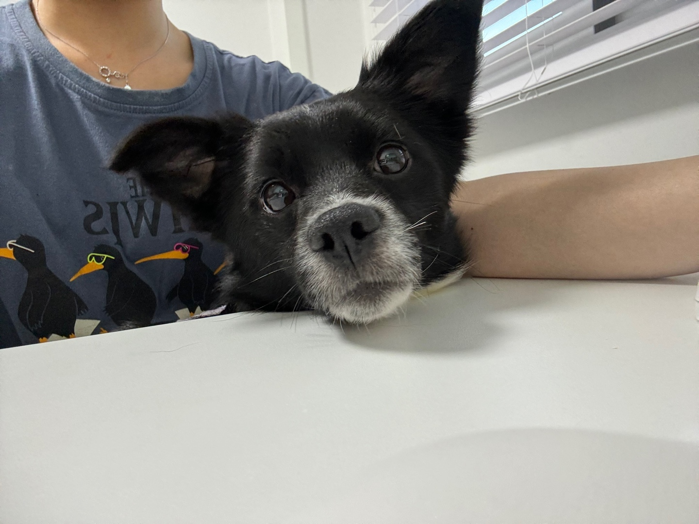 까콩이 임시보호 일주일 이야기