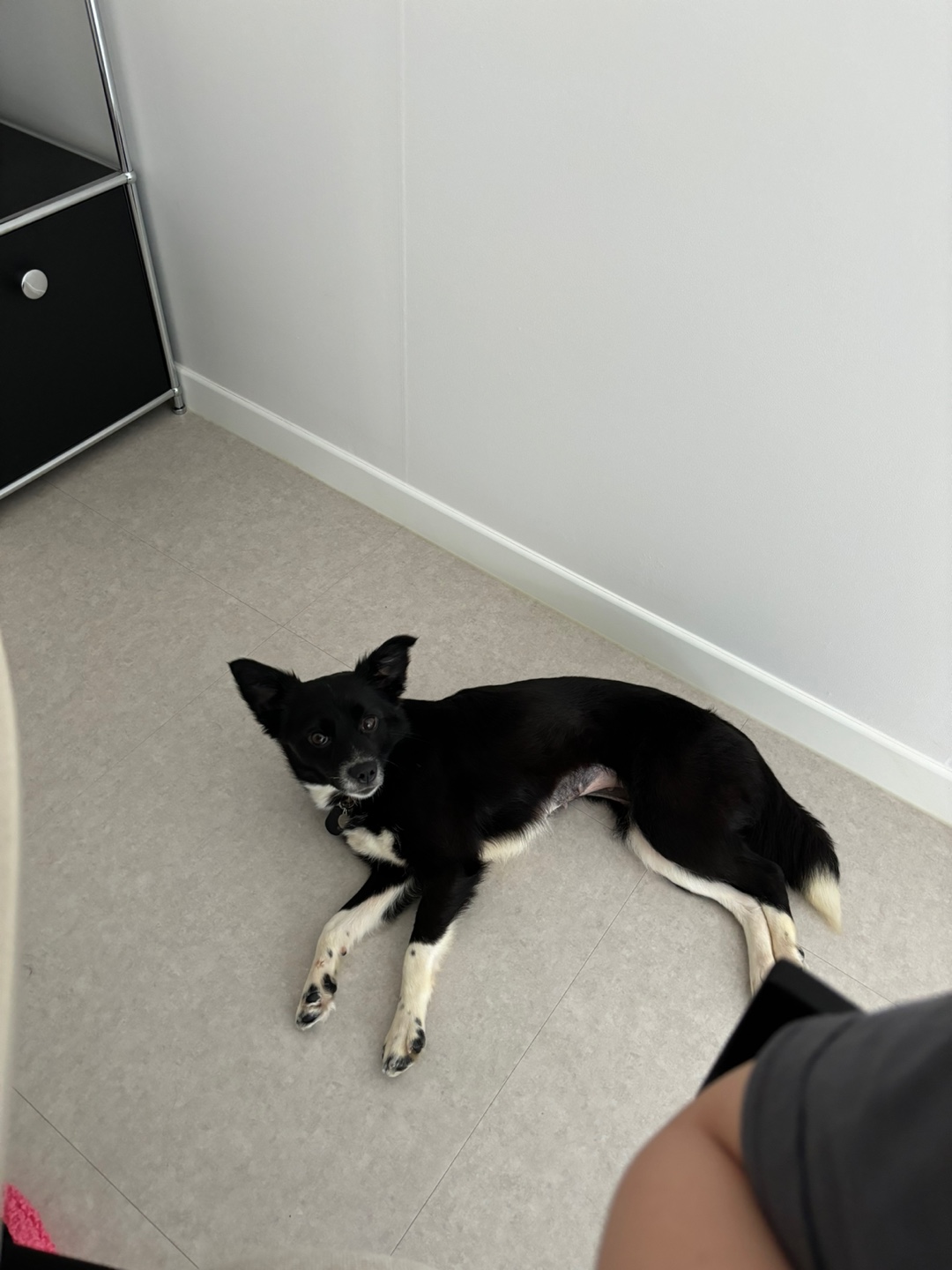 까콩이 임시보호 일주일 이야기