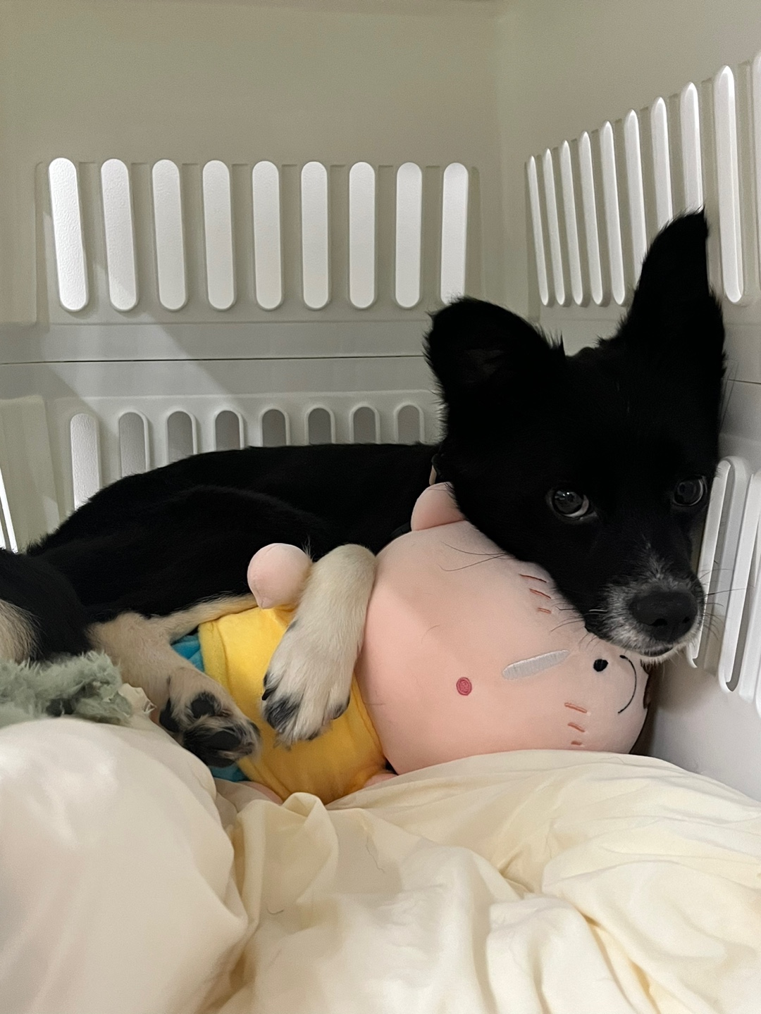 까콩이 임시보호 일주일 이야기