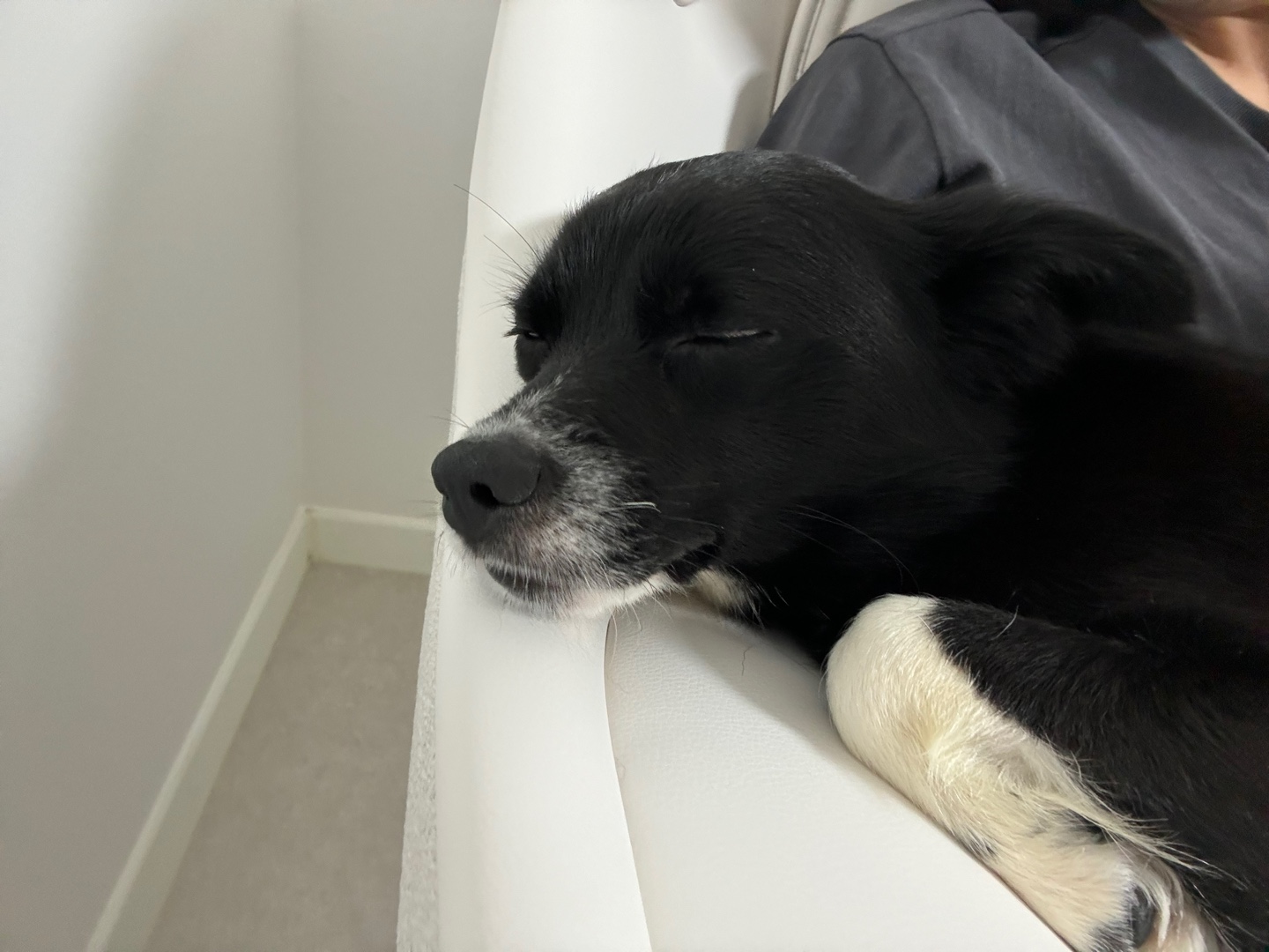 까콩이 임시보호 일주일 이야기