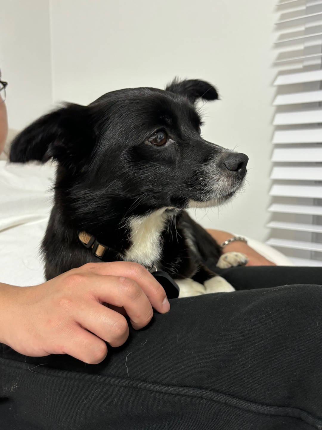 까콩이 임시보호 일주일 이야기