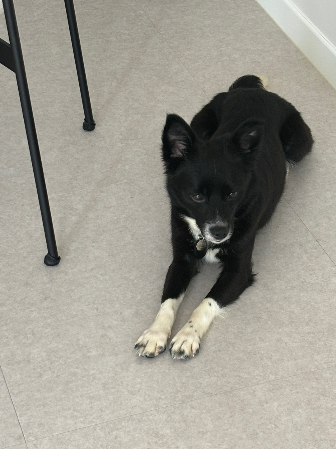 까콩이 임시보호 일주일 이야기