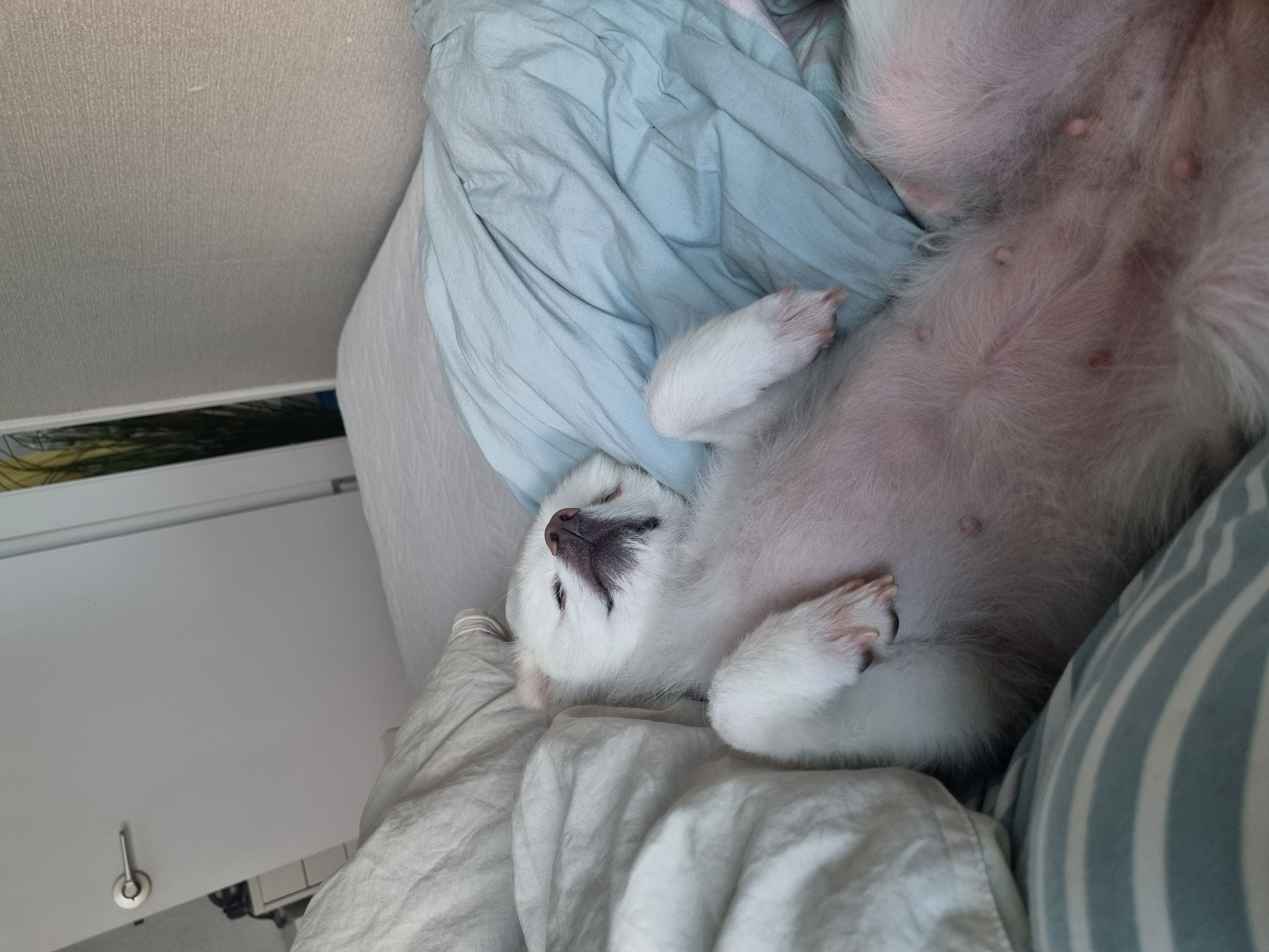 나리 일주일 임보 후기