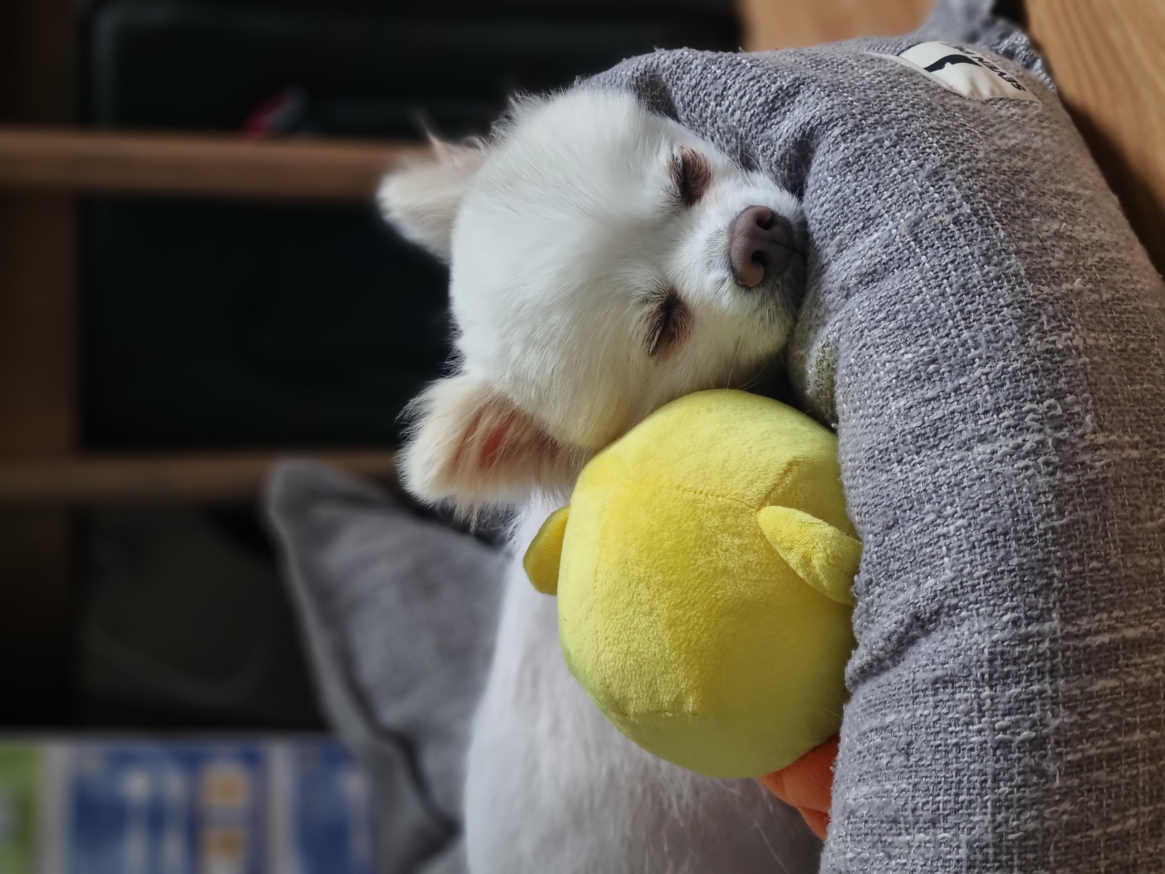 나리 일주일 임보 후기