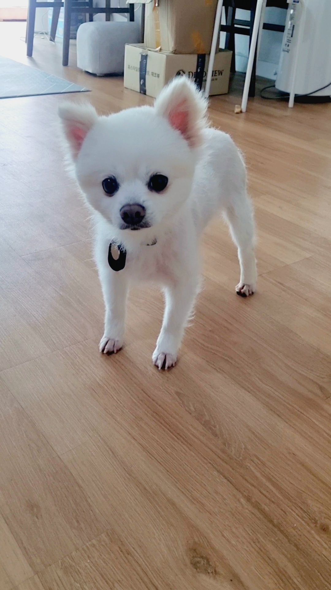 나리 일주일 임보 후기