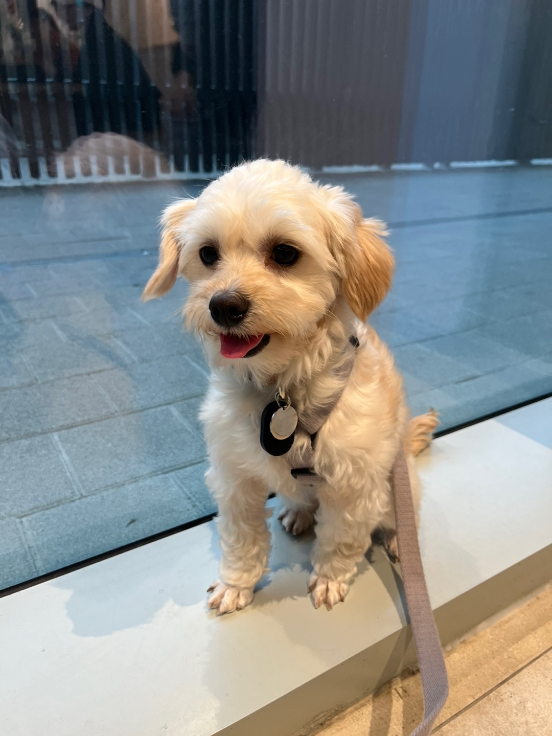 찹쌀이 (구 단발이) 임시보호 1개월차 ♥