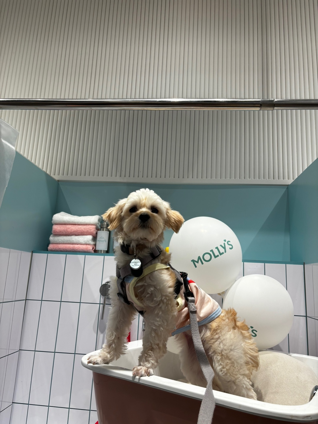 찹쌀이 (구 단발이) 임시보호 1개월차 ♥