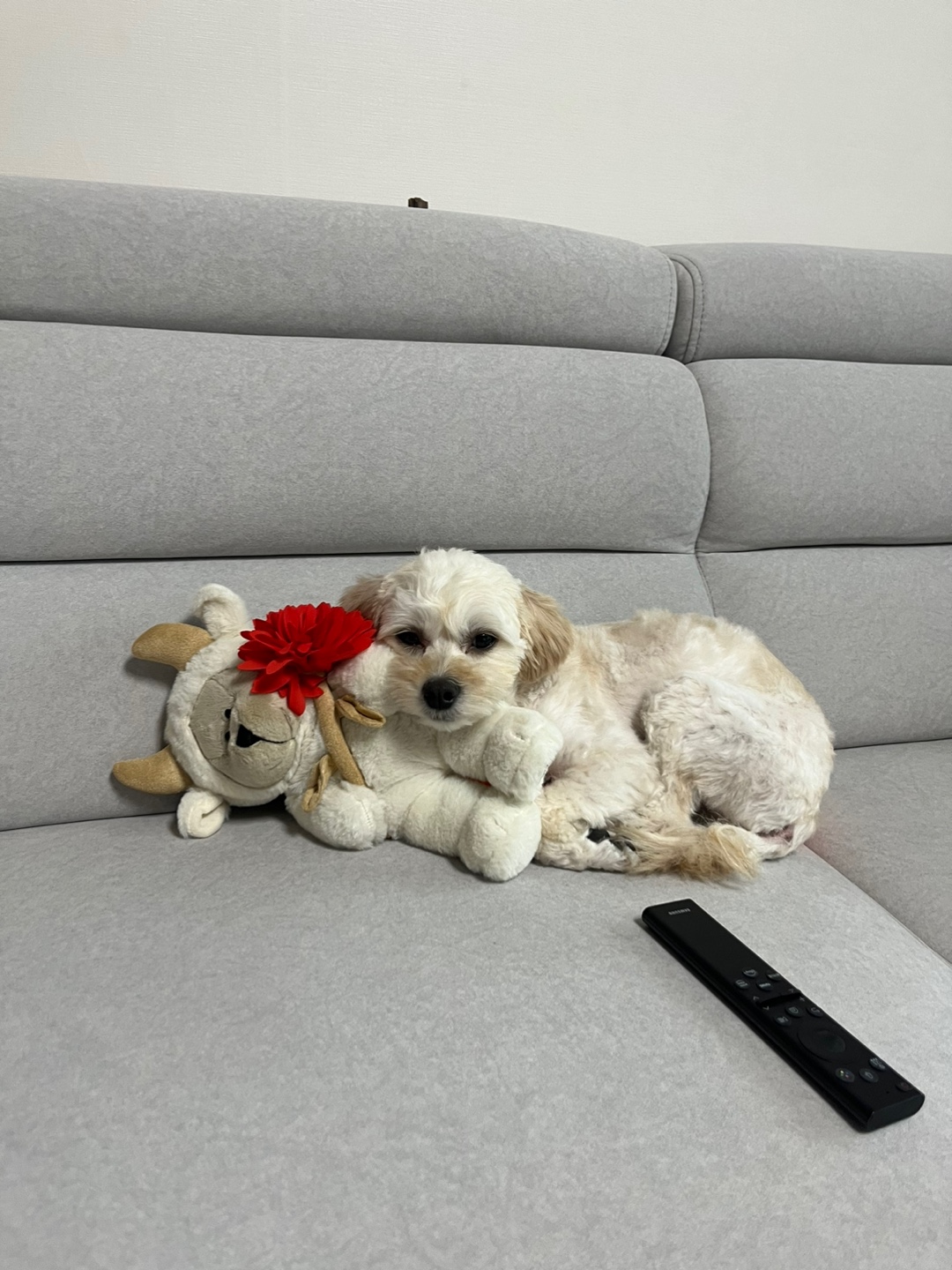 찹쌀이 (구 단발이) 임시보호 1개월차 ♥