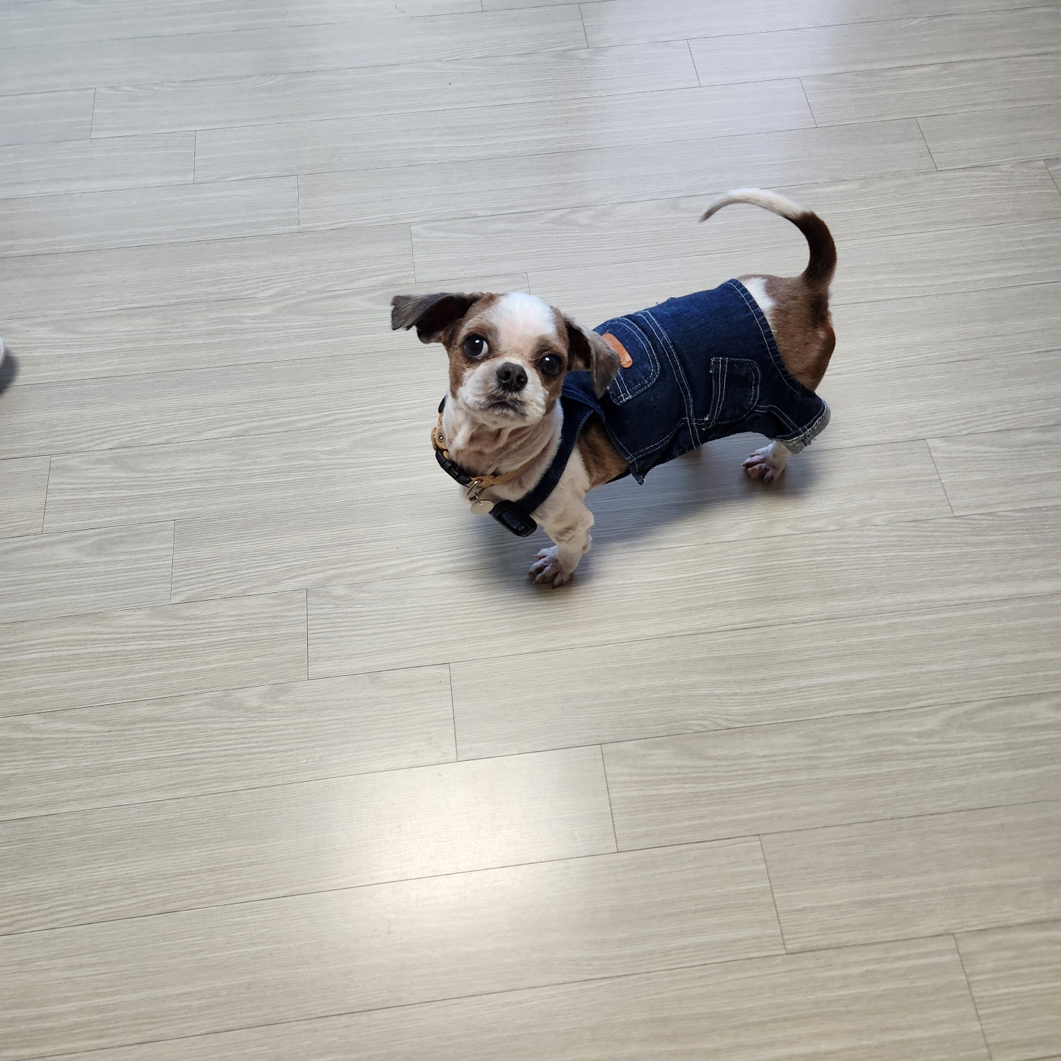 뽀야 임시보호1개월차후기