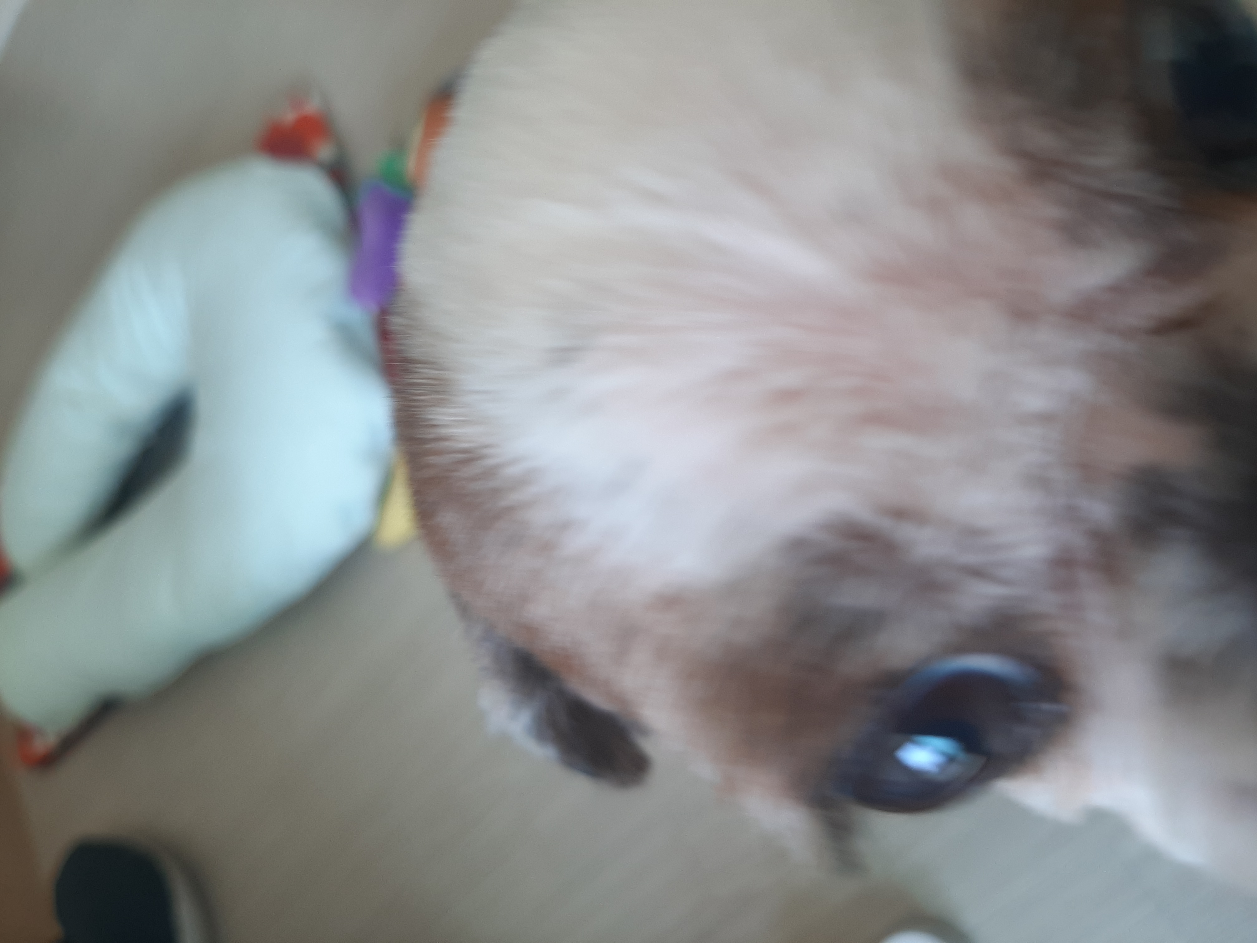 뽀야 임시보호1개월차후기