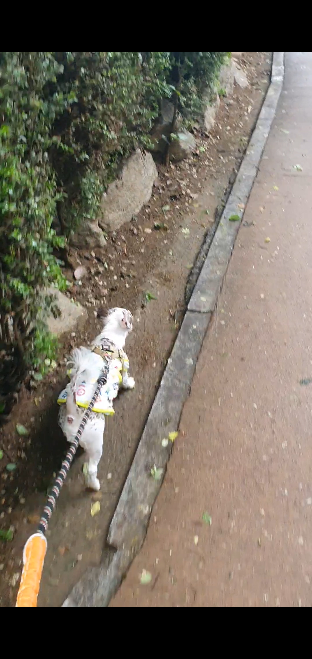 탄이(구 모지 이야기)