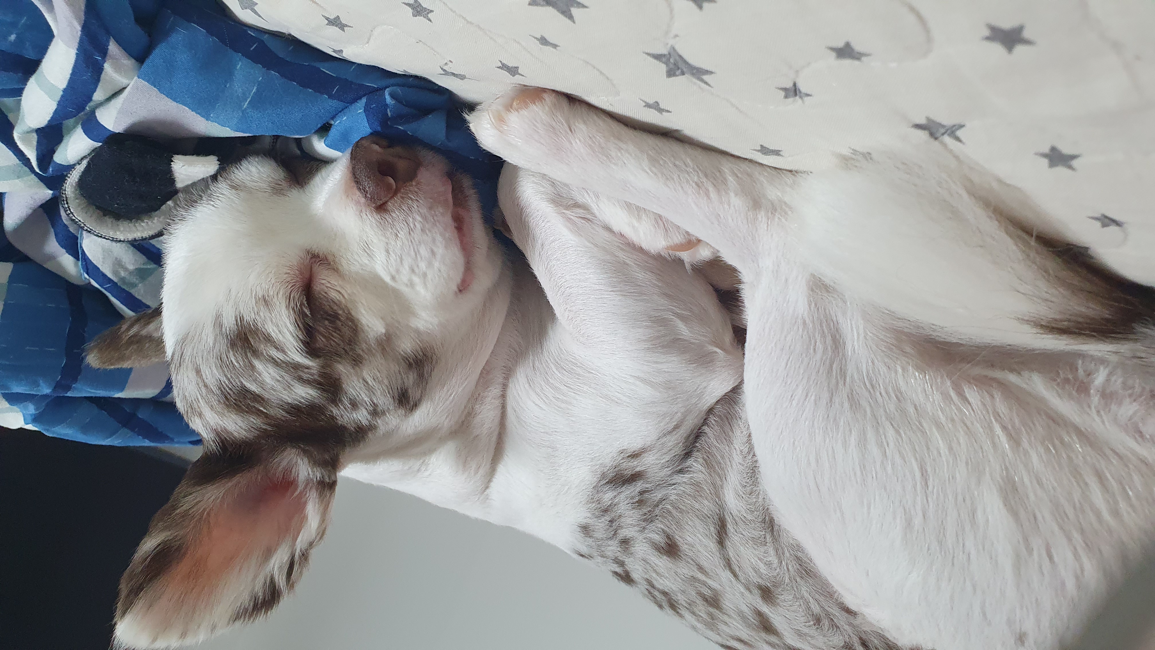 탄이(구 모지 이야기)