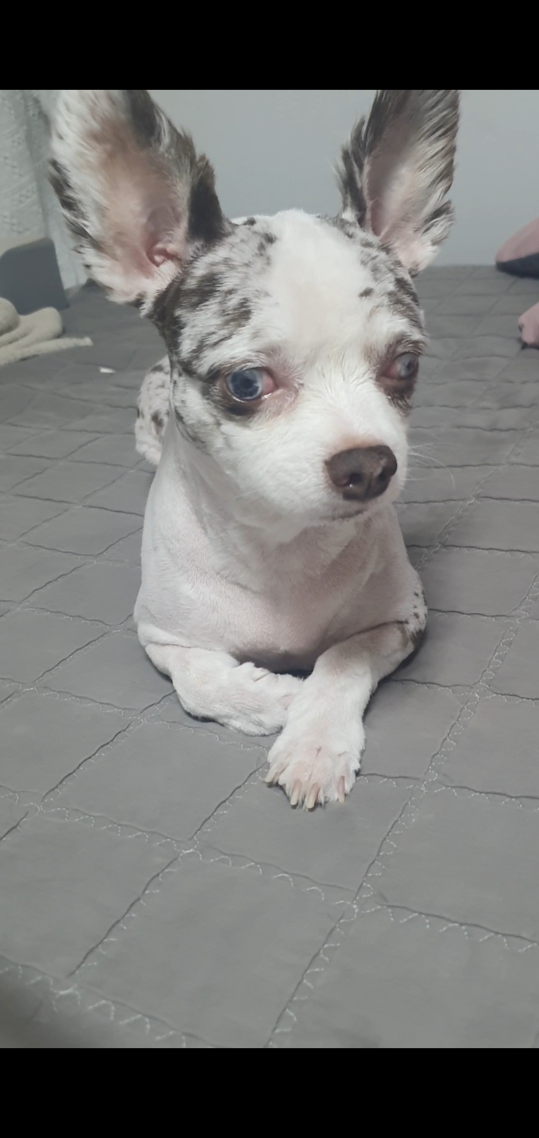 탄이(구 모지 이야기)