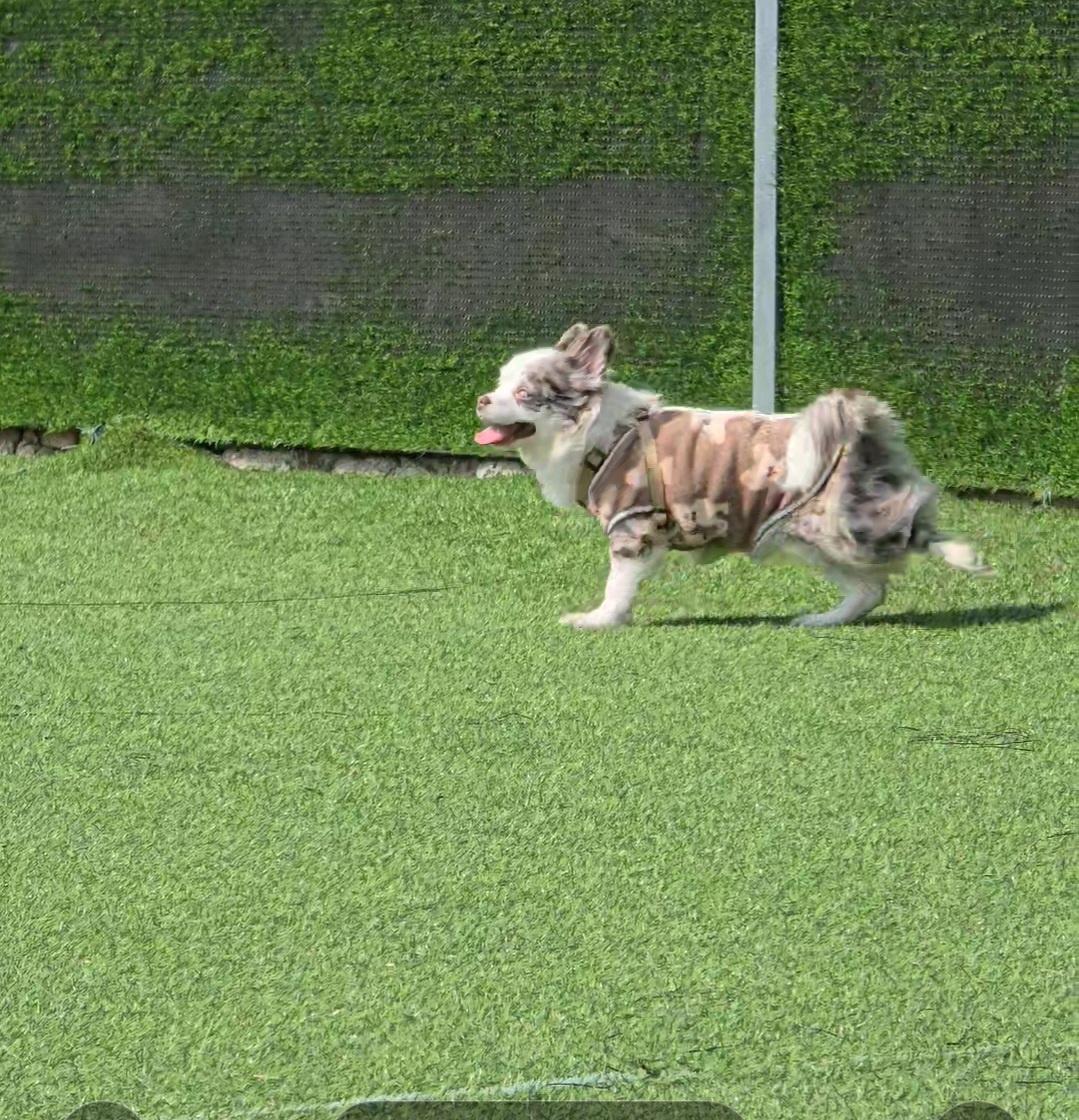 탄이(구 모지 이야기)