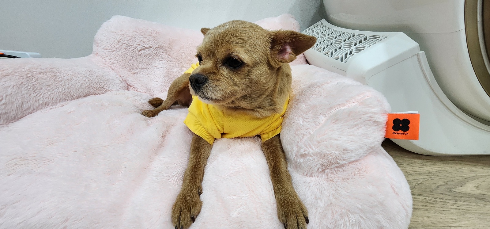 곤지(영천 푸푸 아가 뽀오)