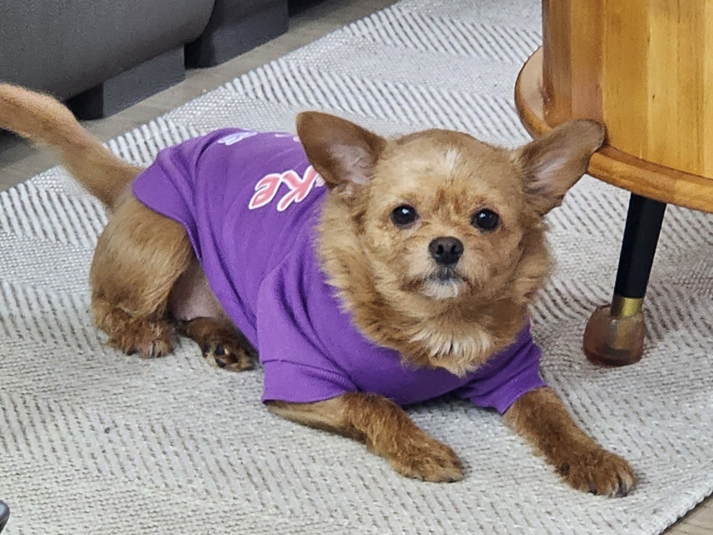 곤지(영천 푸푸 아가 뽀오)