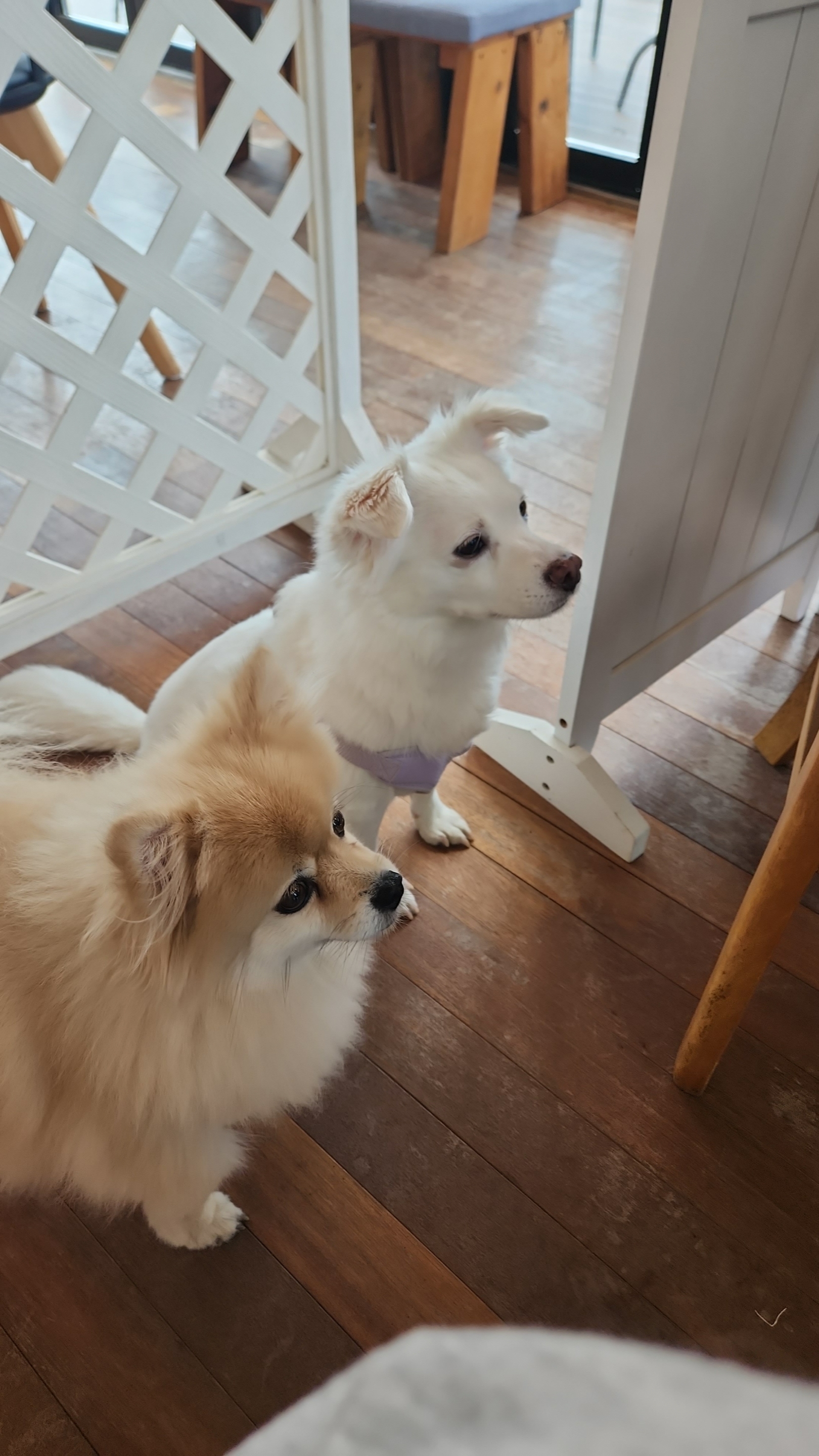 달이(온새)의 4주년♡