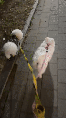 겁이 많지만 천재견 뽀나의 적응 1달기!