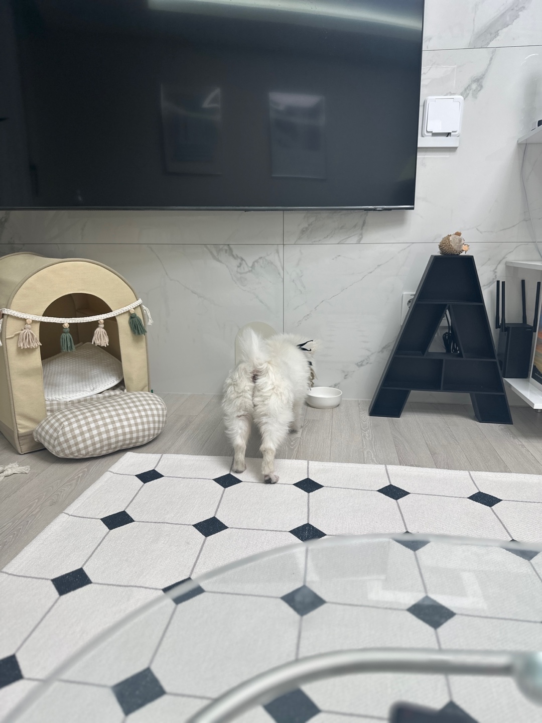 겁이 많지만 천재견 뽀나의 적응 1달기!