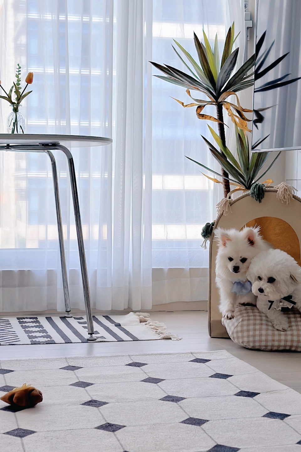 겁이 많지만 천재견 뽀나의 적응 1달기!