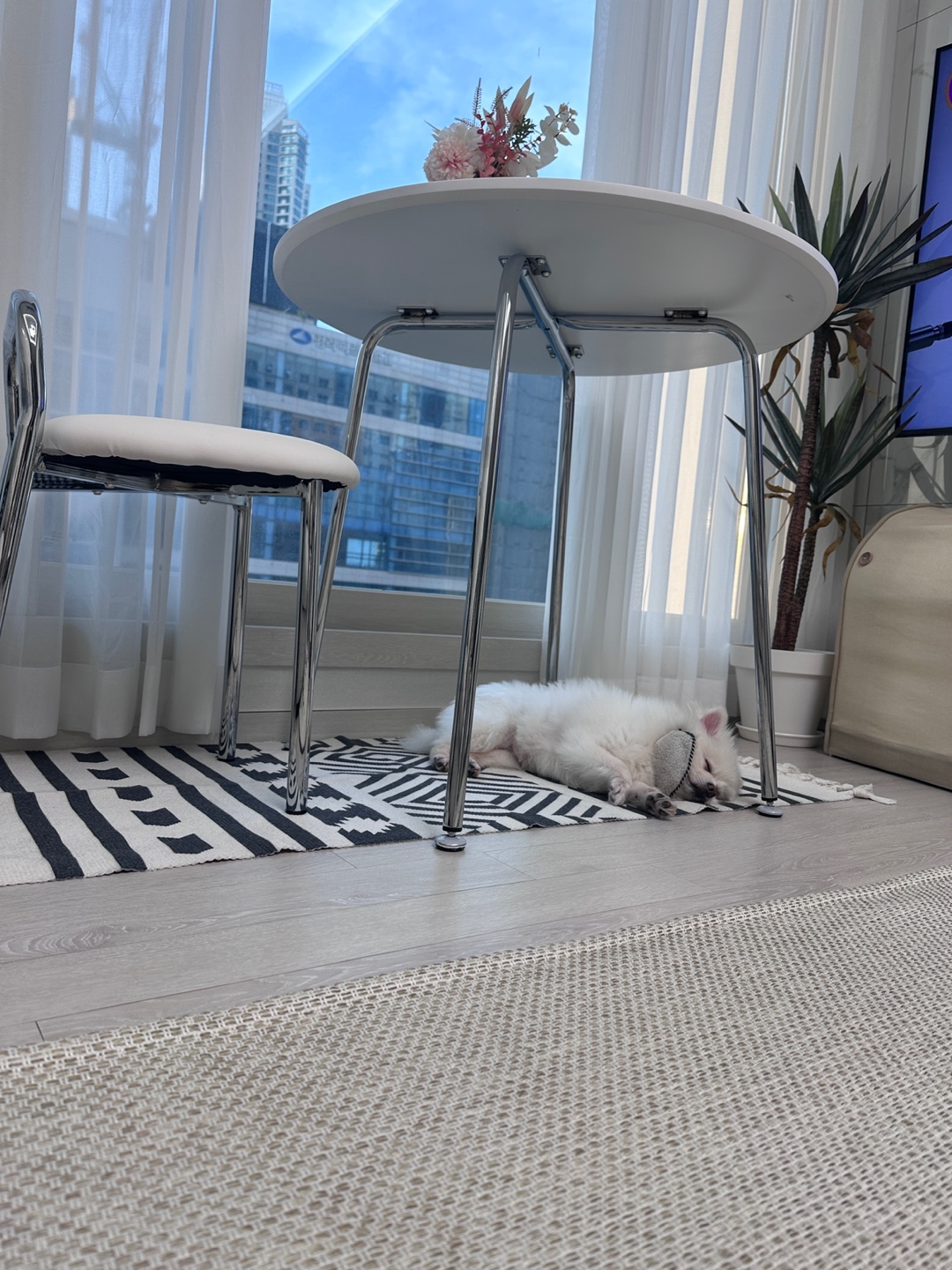 겁이 많지만 천재견 뽀나의 적응 1달기!