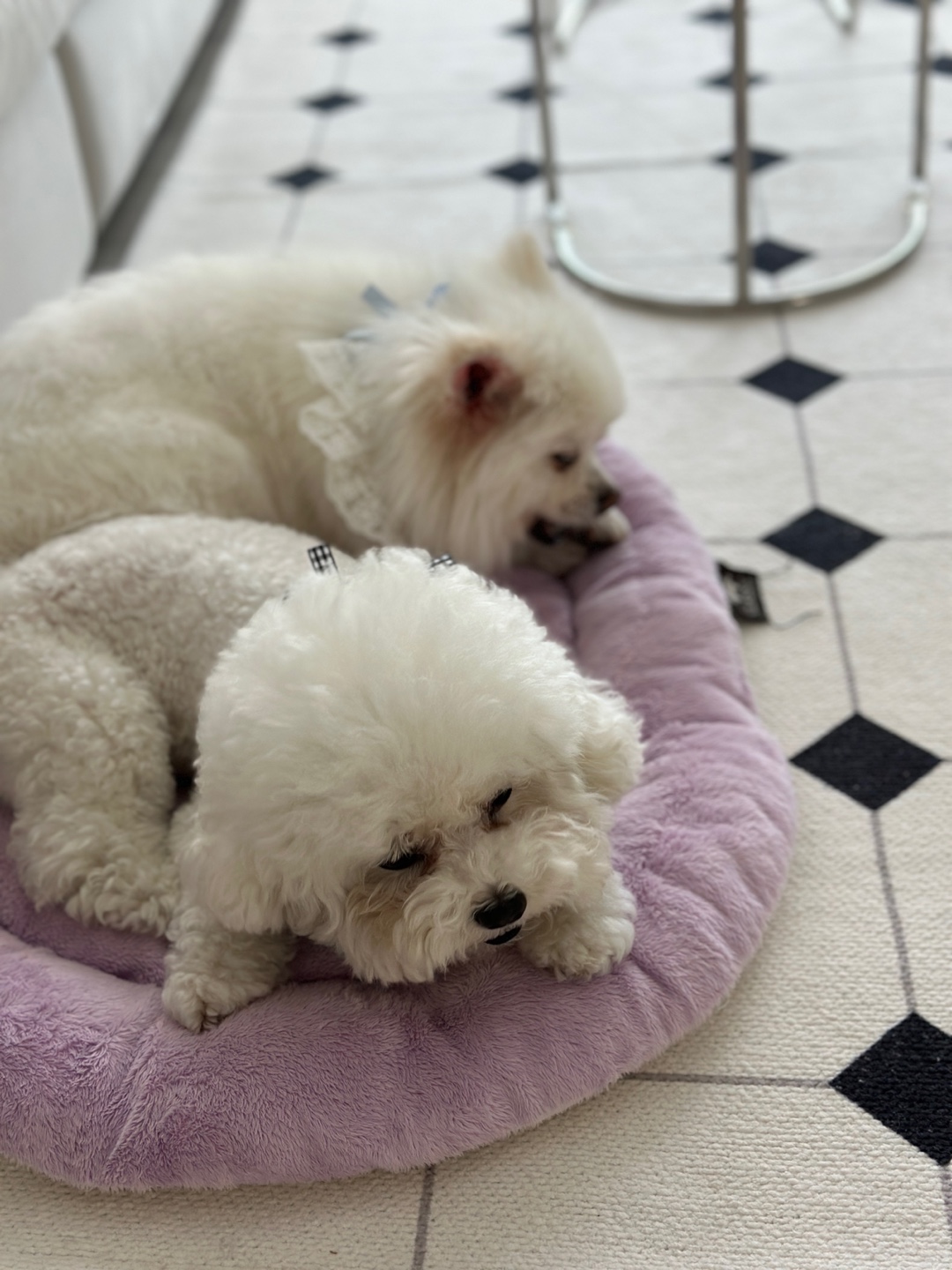 겁이 많지만 천재견 뽀나의 적응 1달기!