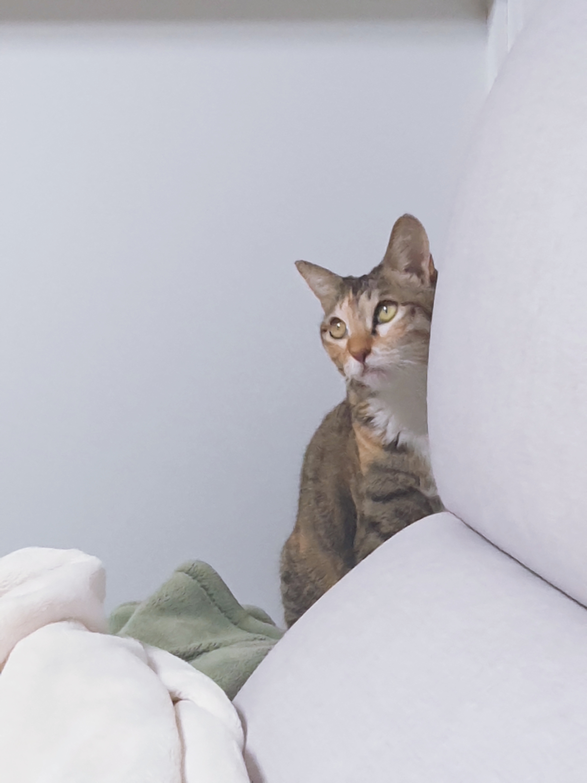 옥희(몰랑이),복희(동백이)랑 함께한지 4년 되었습니다.