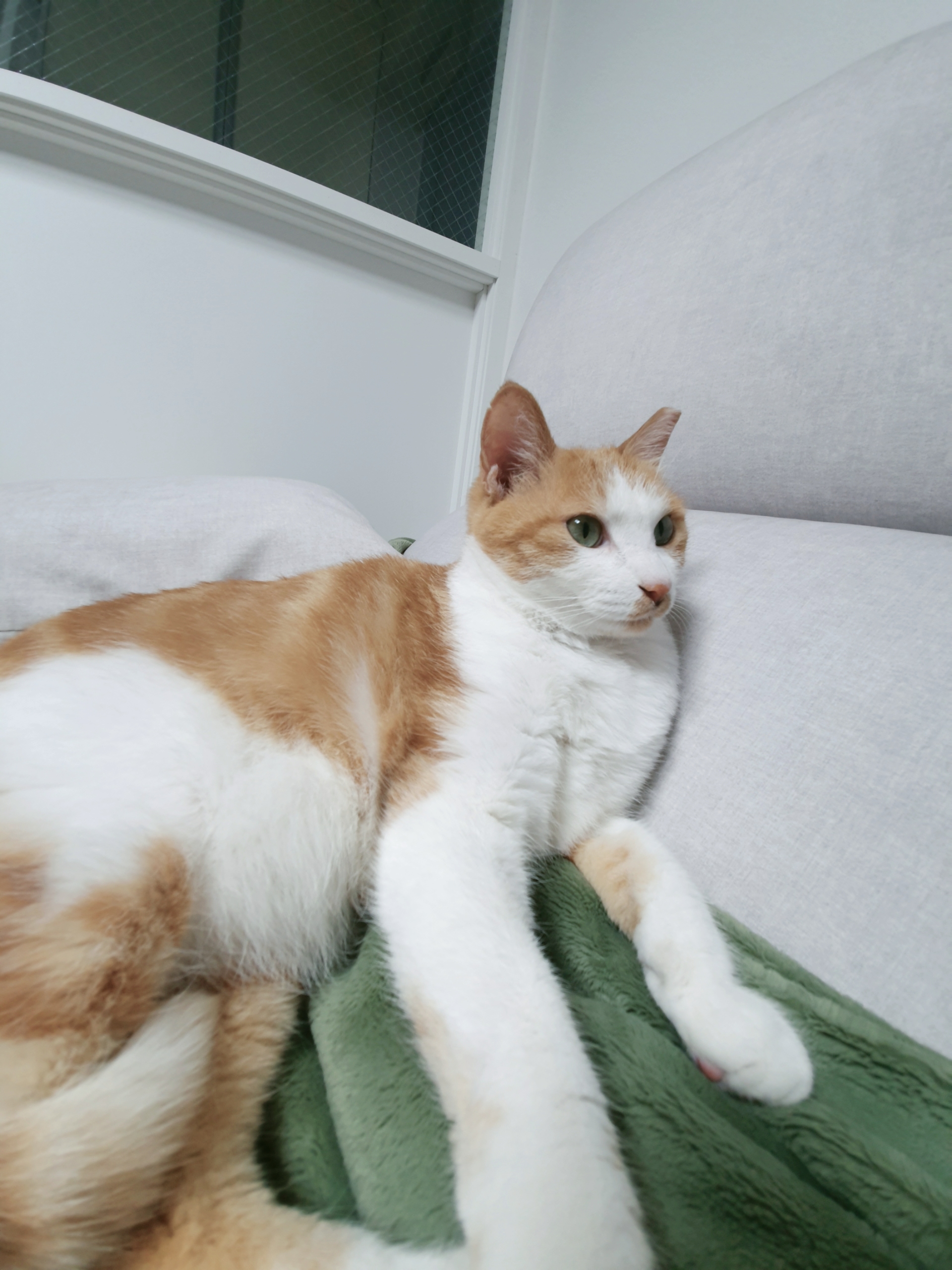 옥희(몰랑이),복희(동백이)랑 함께한지 4년 되었습니다.