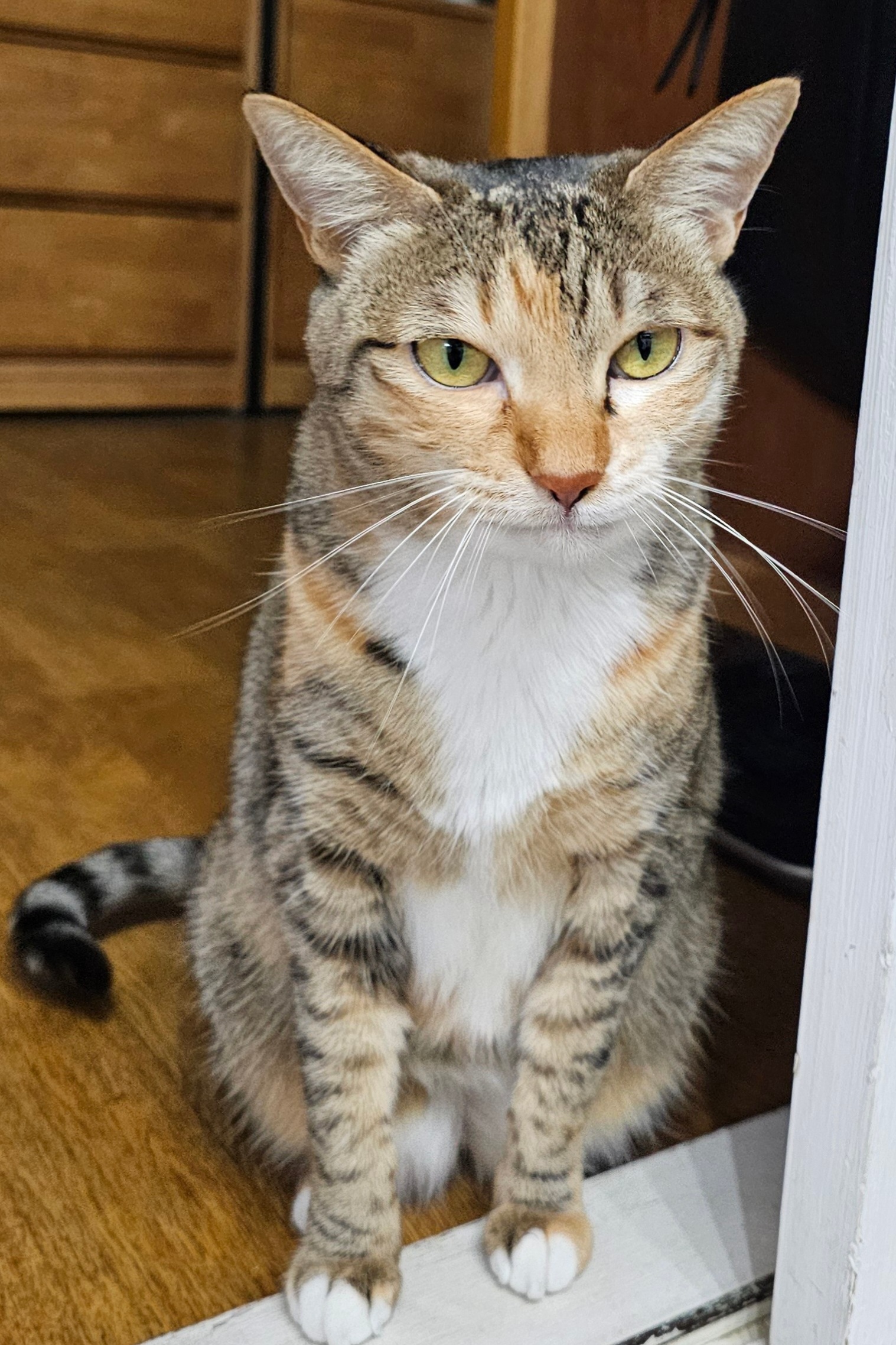 옥희(몰랑이),복희(동백이)랑 함께한지 4년 되었습니다.