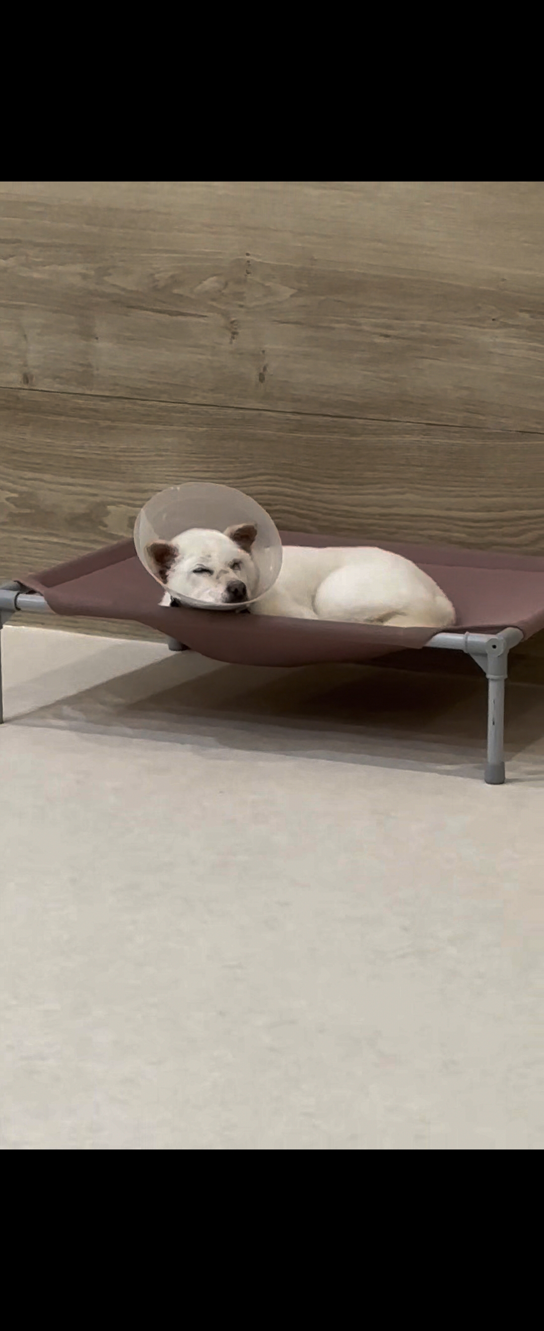 소리 임시보호 한달차 소식입니다 :)