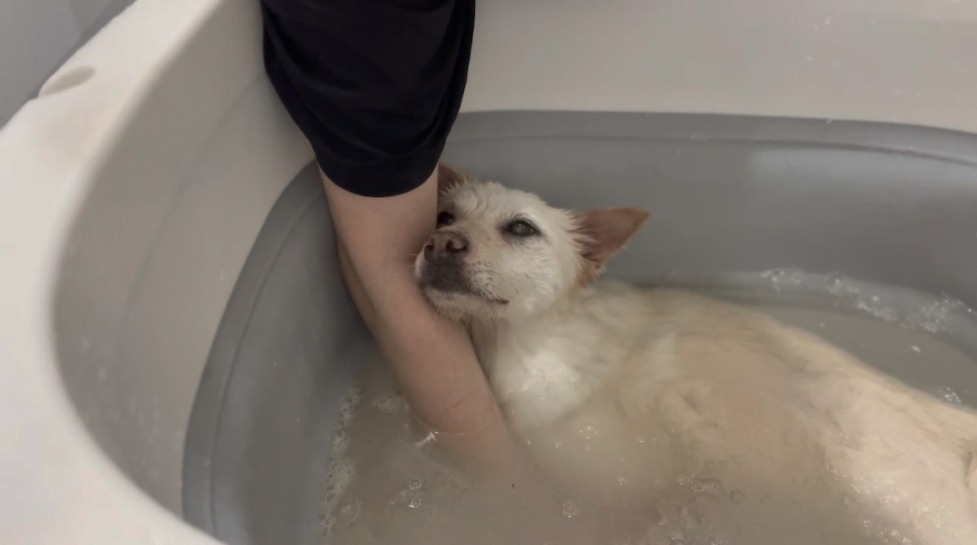 소리 임시보호 한달차 소식입니다 :)