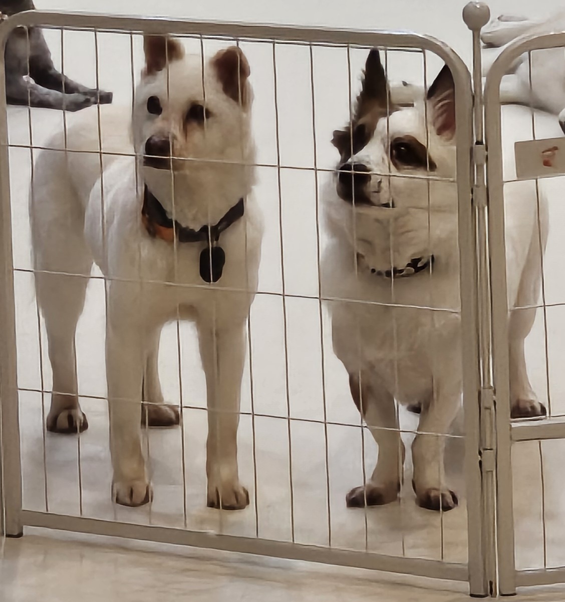 소리 임시보호 한달차 소식입니다 :)