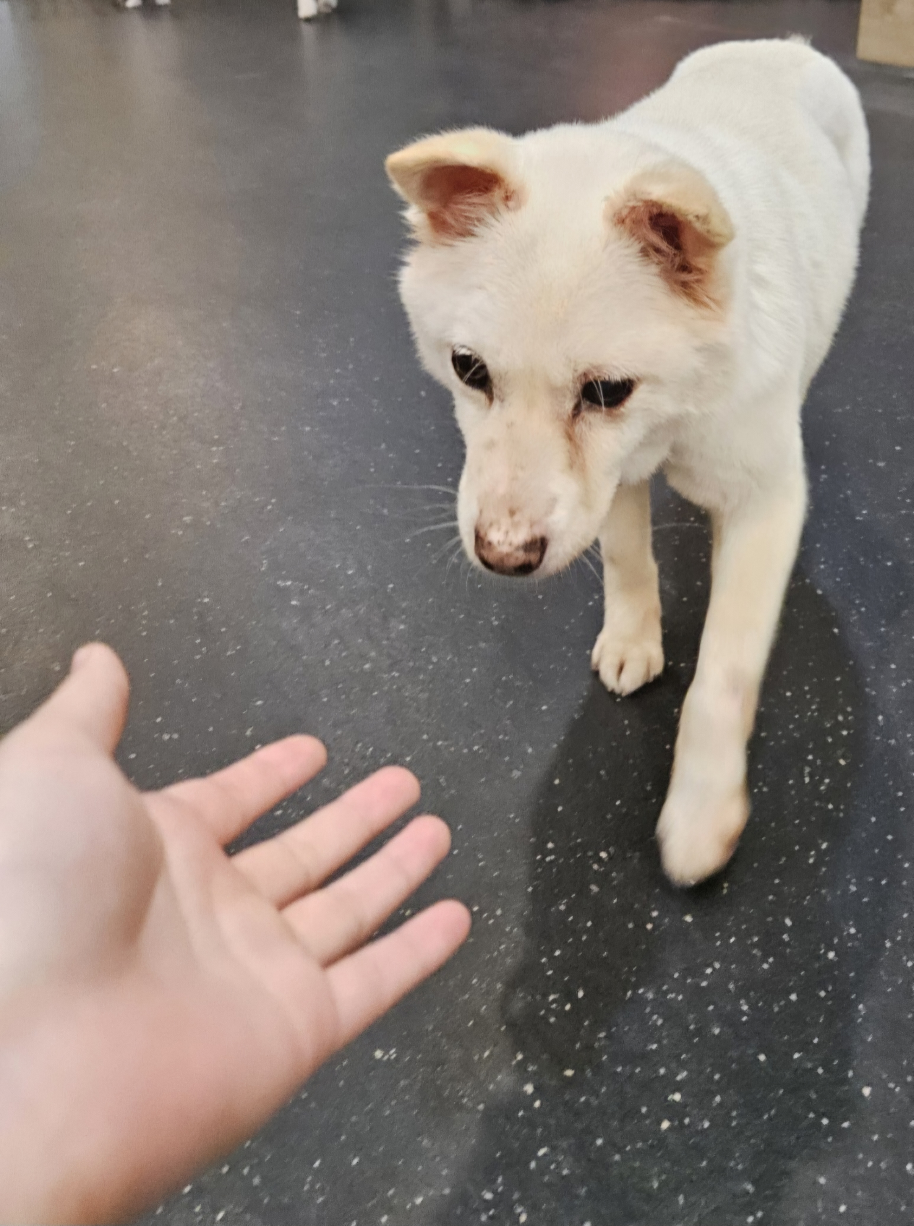 소리 임시보호 한달차 소식입니다 :)