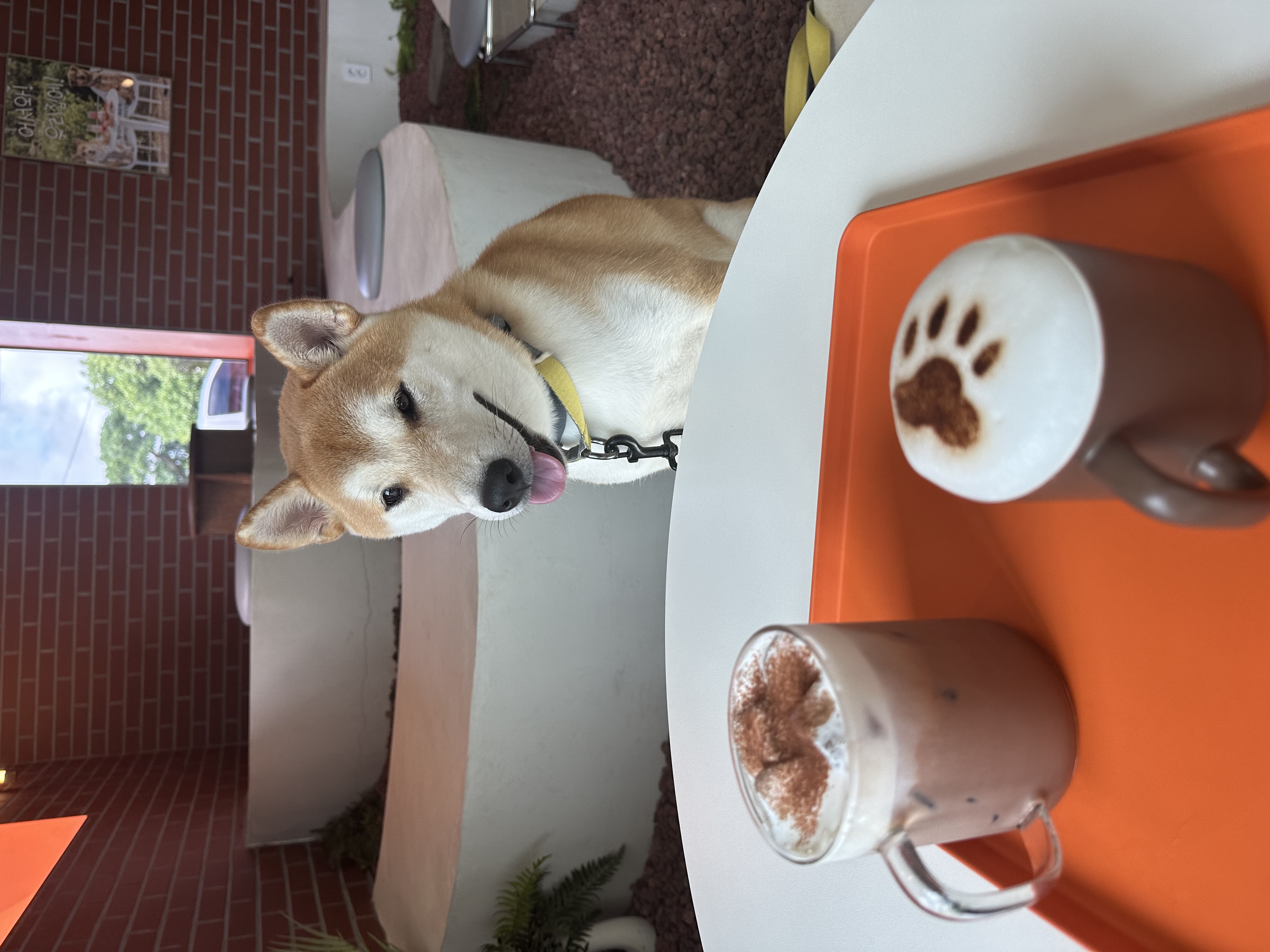 로꼬 (곤지암 두시) 입양 3년차 생활