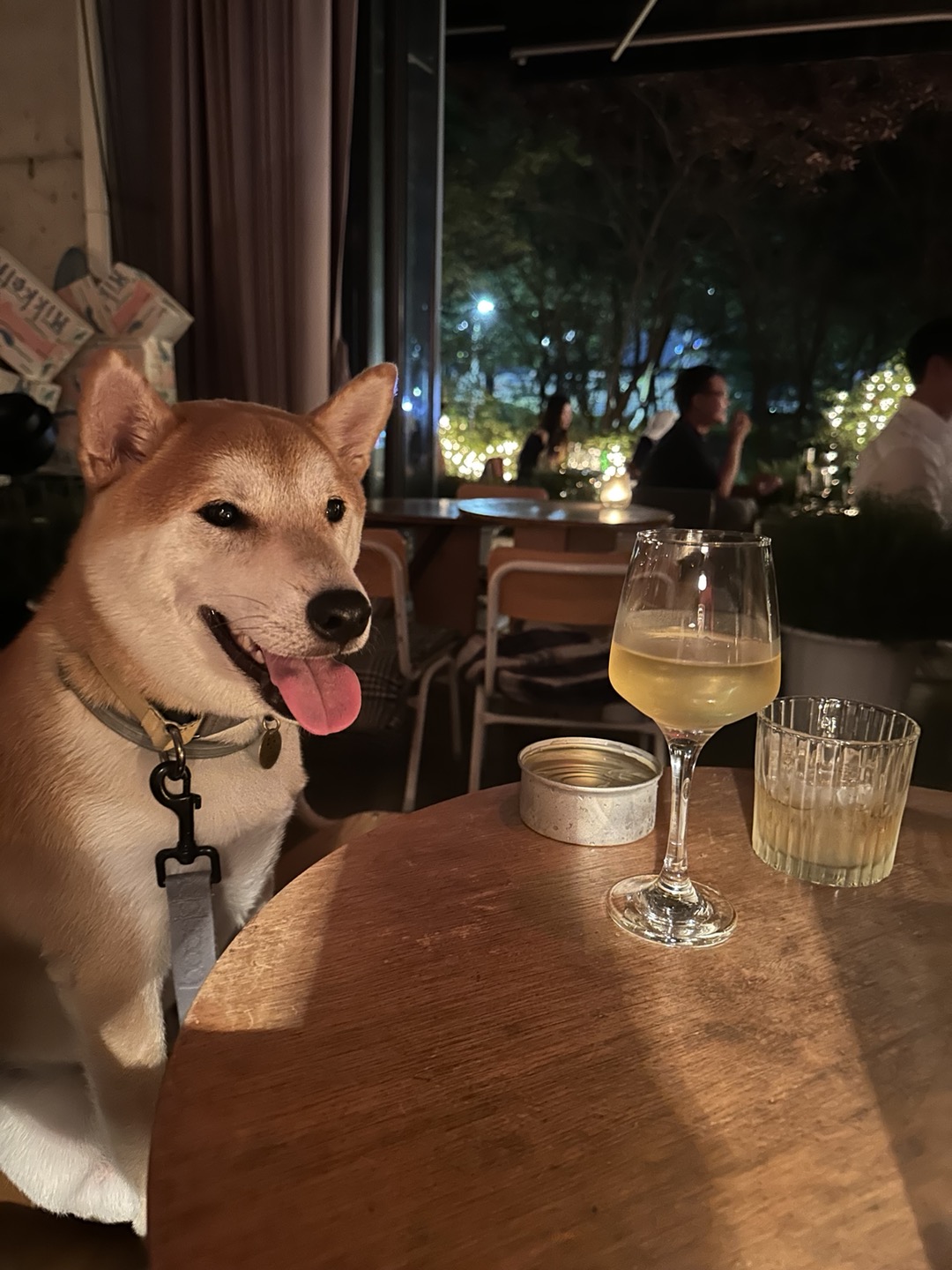 로꼬 (곤지암 두시) 입양 3년차 생활