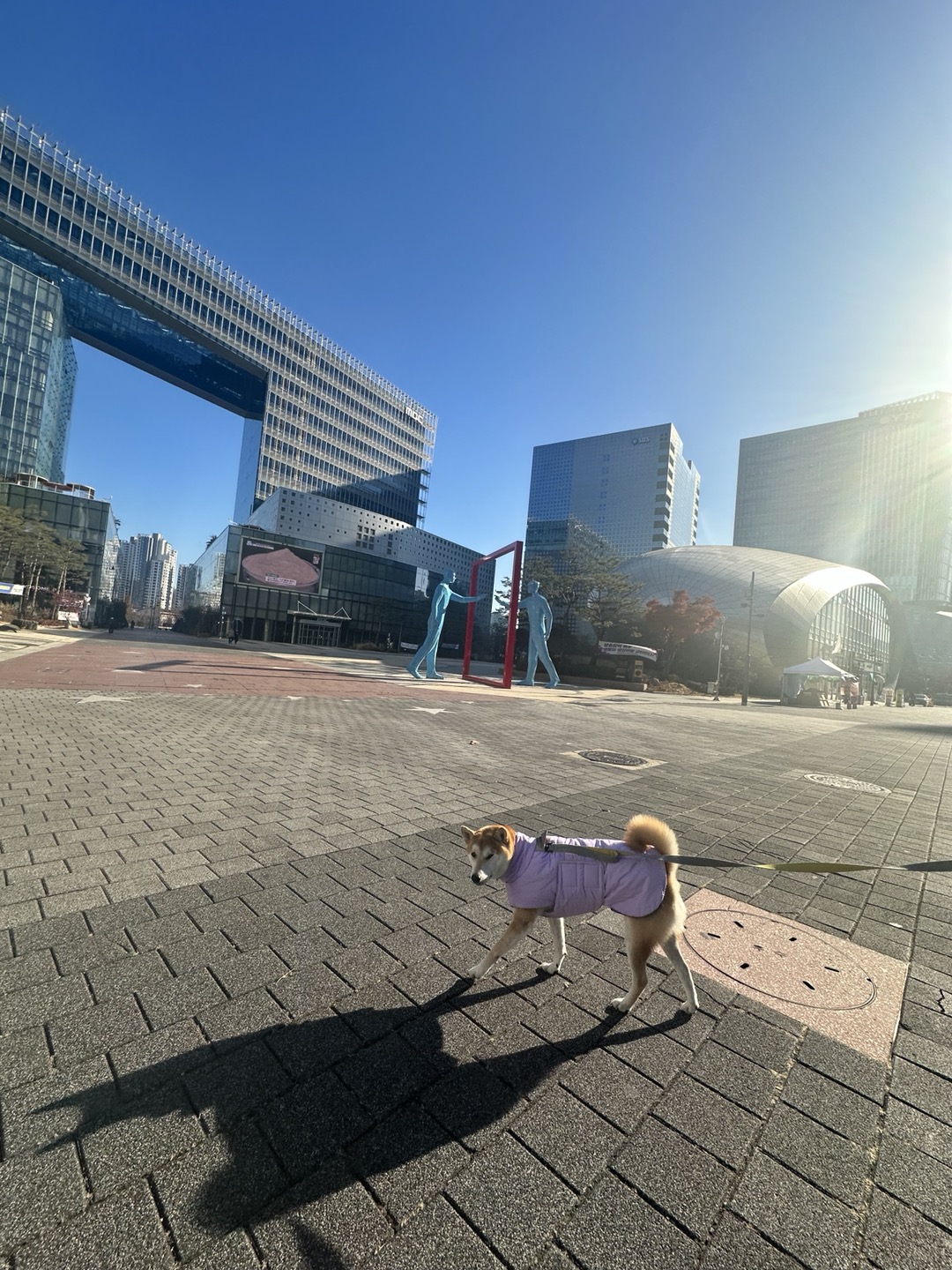 로꼬 (곤지암 두시) 입양 3년차 생활