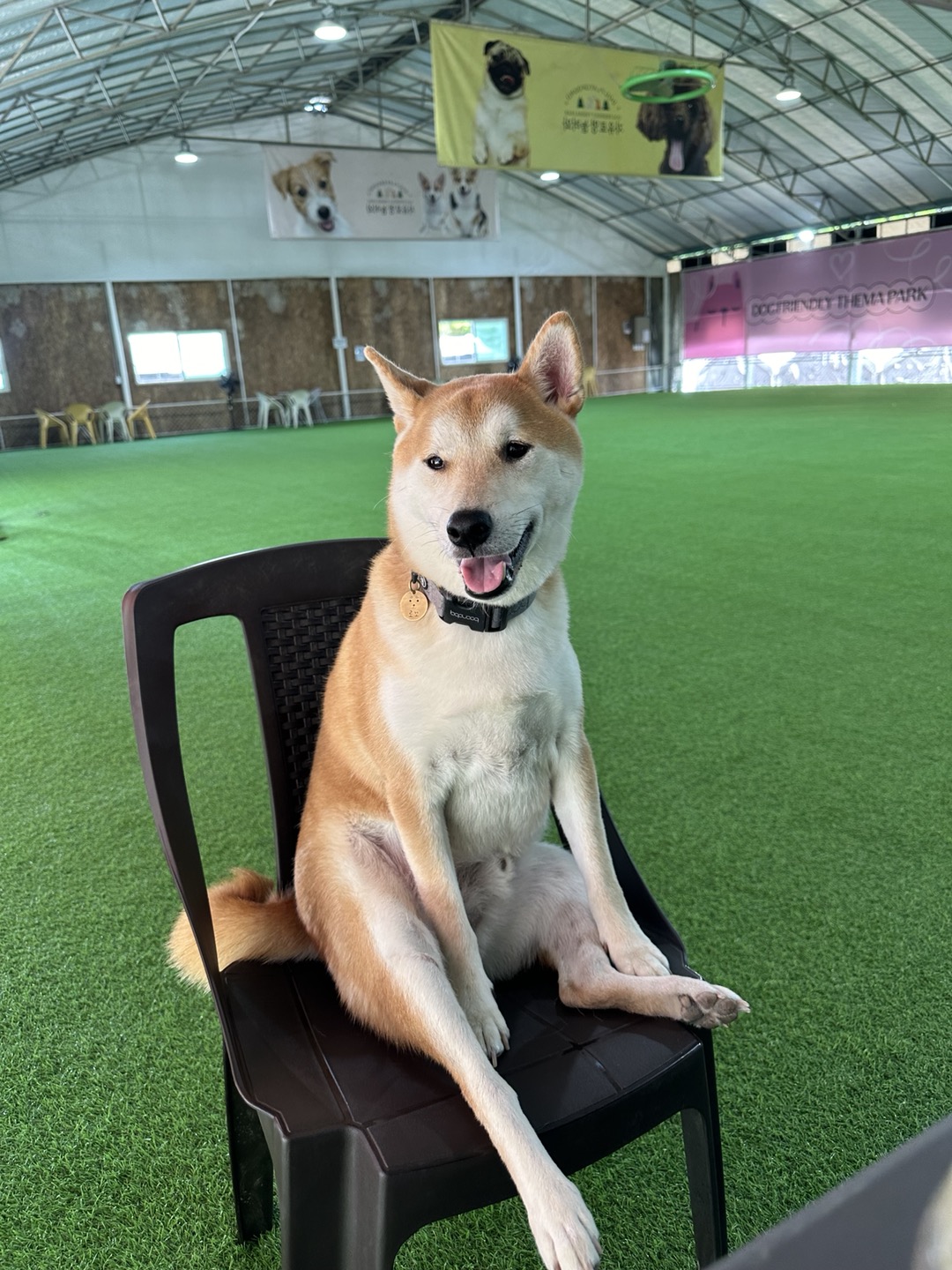 로꼬 (곤지암 두시) 입양 3년차 생활