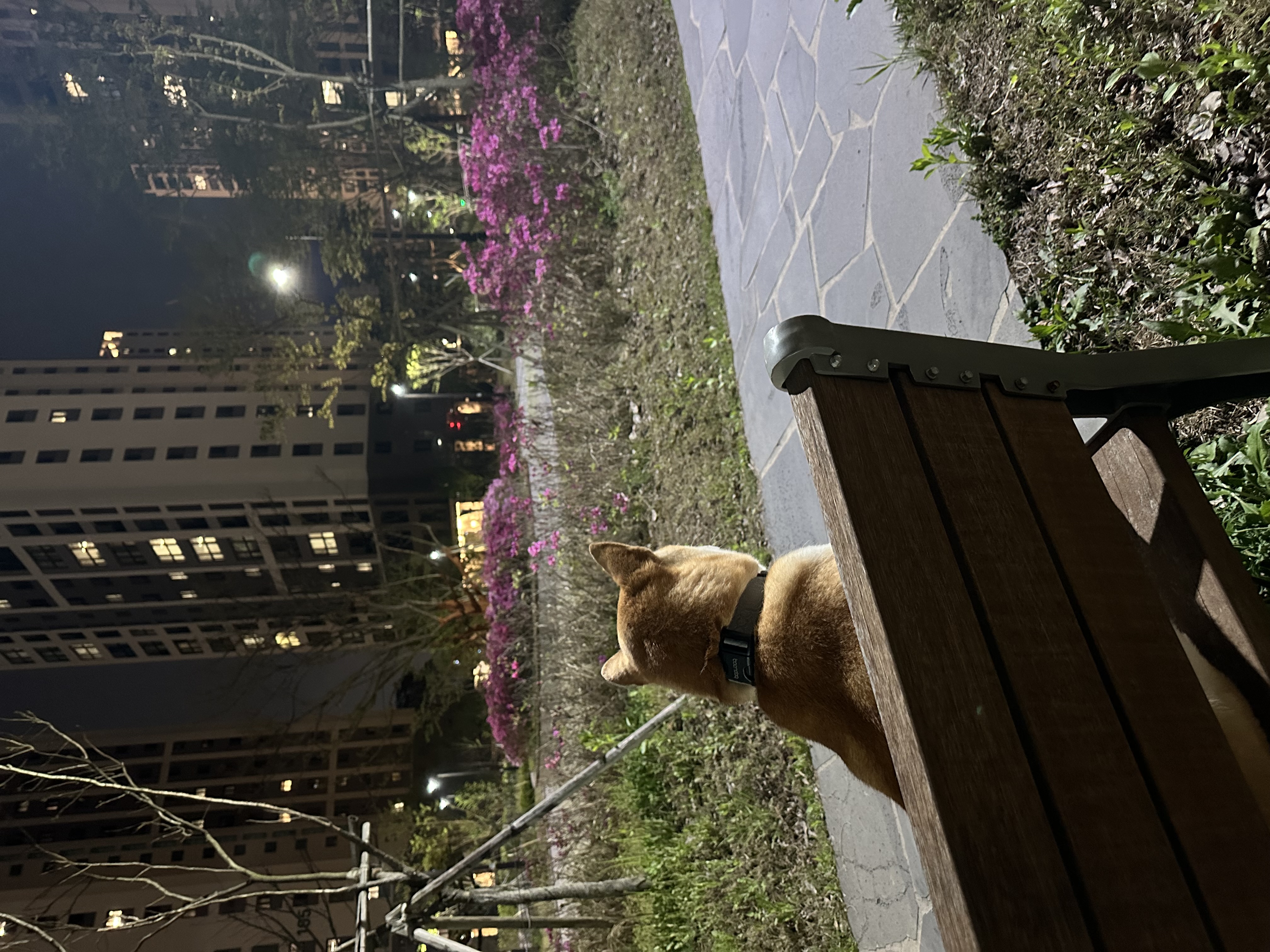 로꼬 (곤지암 두시) 입양 3년차 생활