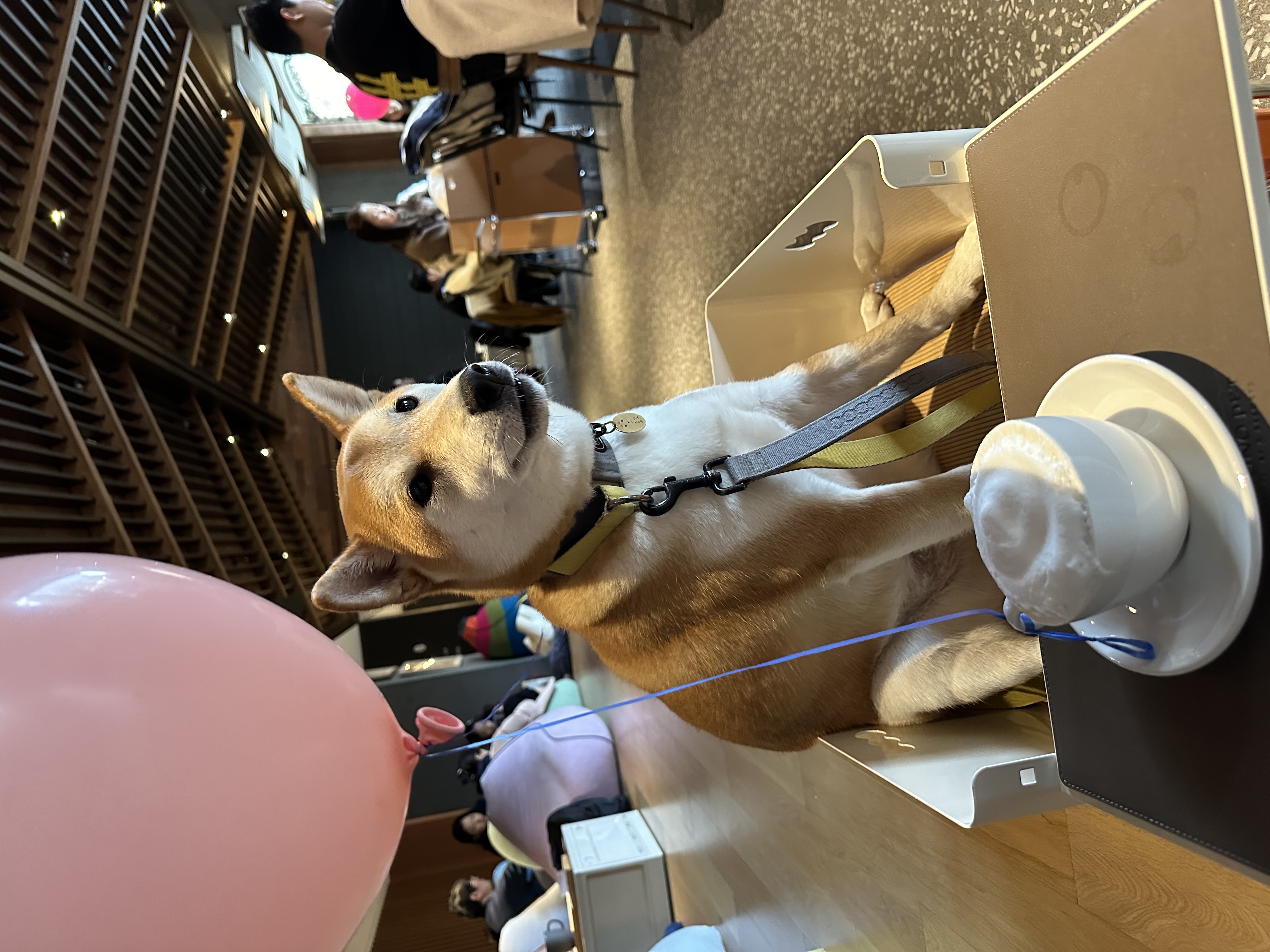 로꼬 (곤지암 두시) 입양 3년차 생활