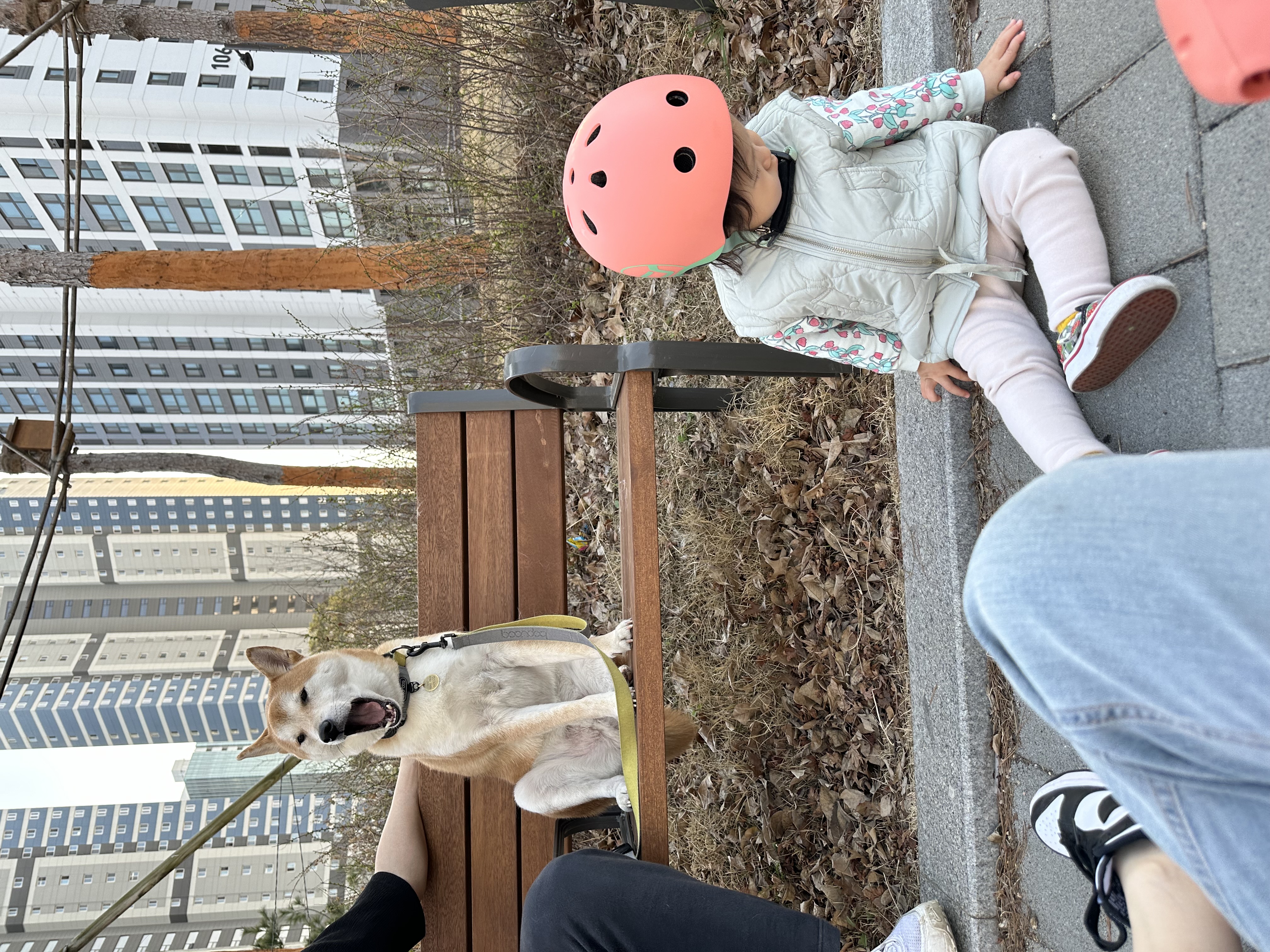 로꼬 (곤지암 두시) 입양 3년차 생활