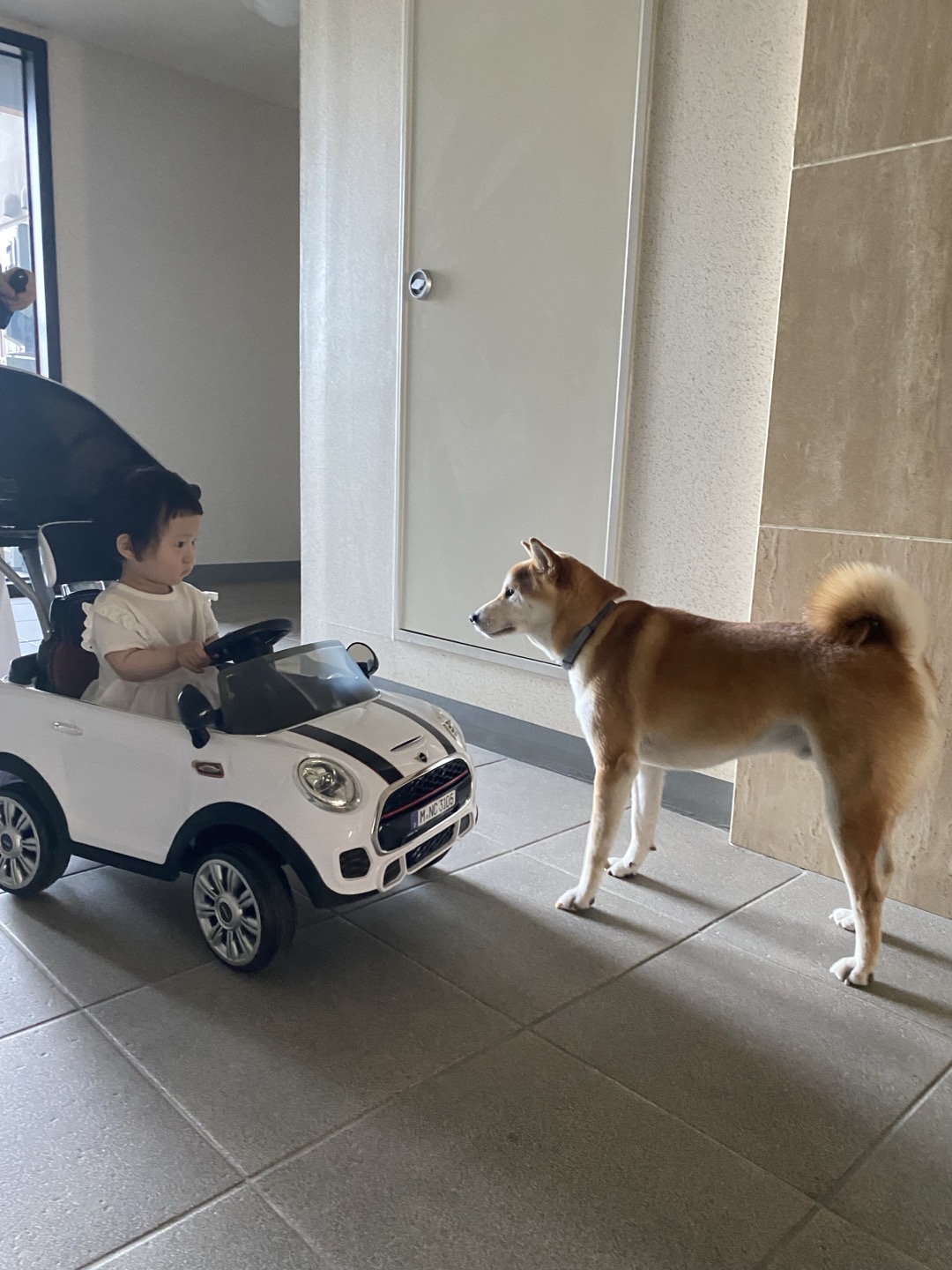 로꼬 (곤지암 두시) 입양 3년차 생활