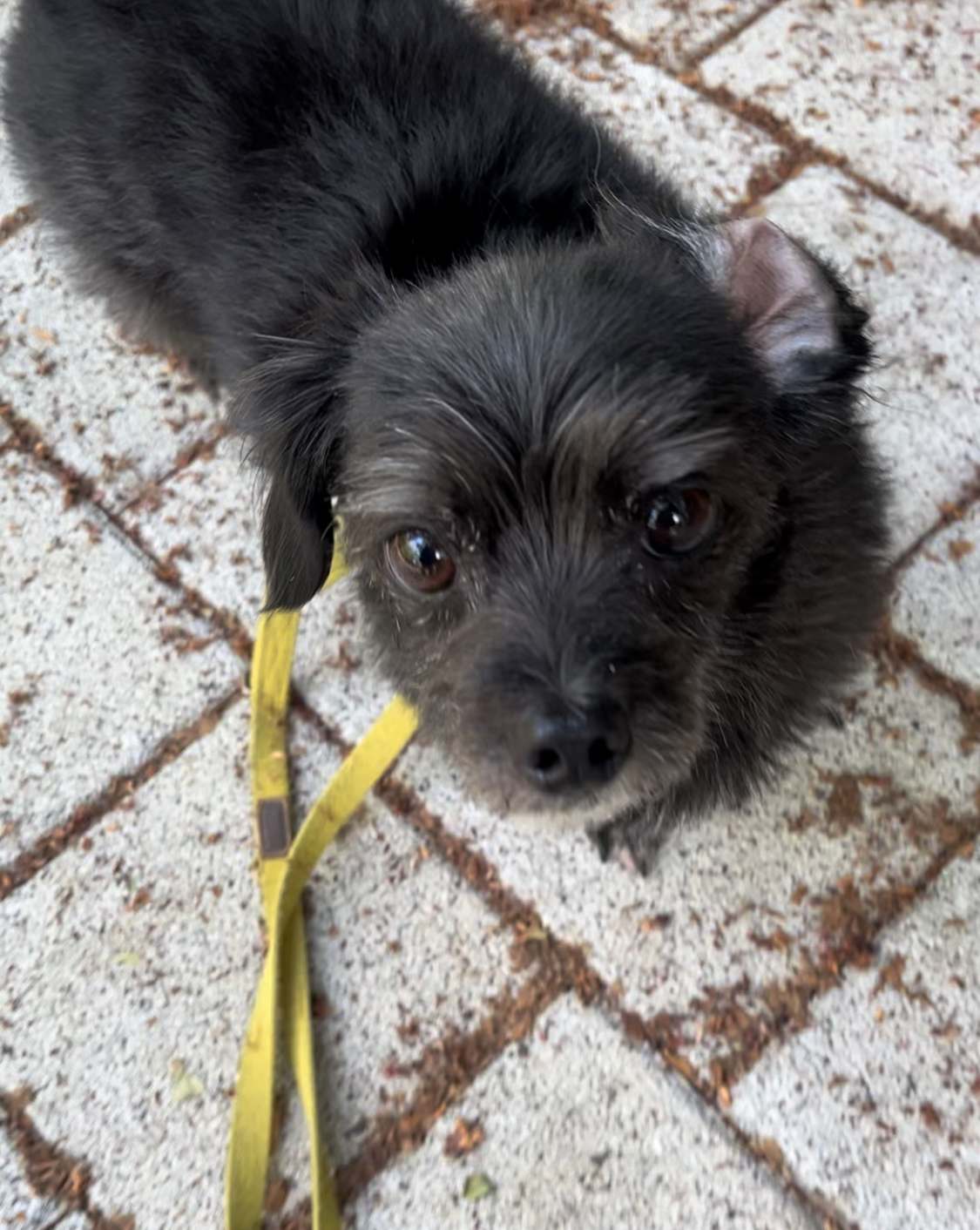 뽀일이 입양 후기